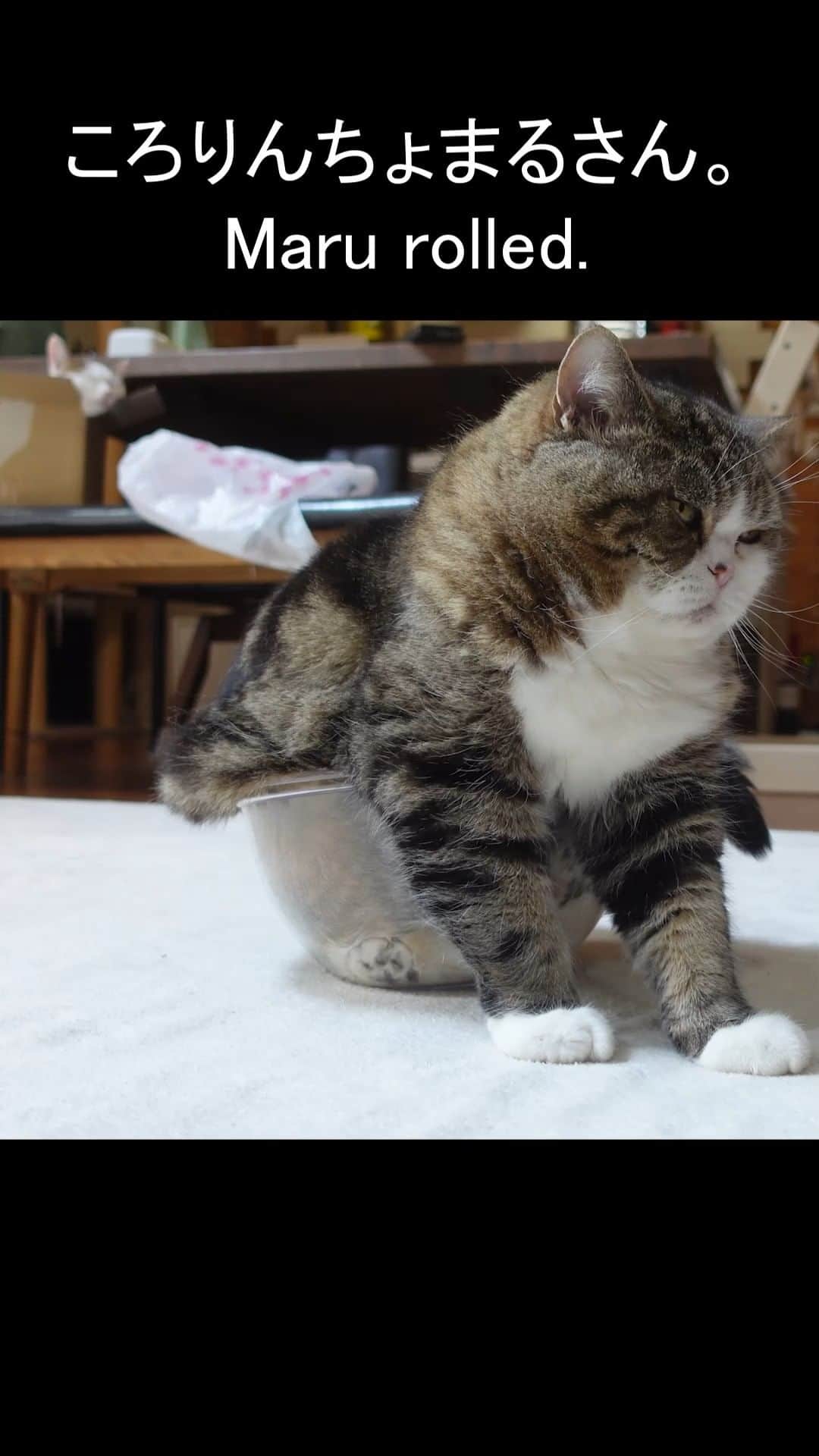 まる & はなのインスタグラム：「透明ボウルでころりんちょなまるさん。 Maru rolled with the transparent bowl.  YouTube↓↓↓ https://youtu.be/EZ4Ot5Wp9-o  #零れた液体ねこ。 #まる #cats #Maru」