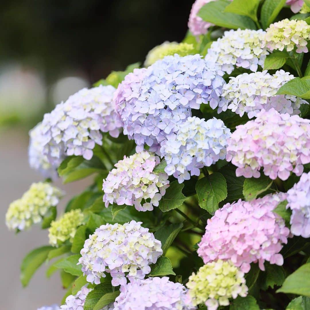 kiccyomuのインスタグラム：「☔️ 2023.06.02 Fri ご近所の道端に咲く #紫陽花 いろんな色に 色づき始めてて綺麗📸  大雨☔️が心配ですね 大きな被害が出ませんように🙏 関東は、 夕方から大雨になってきました 我が家は… おそらく大丈夫です😅  location #千葉 ❣️ 📷撮影 2023年5月31日」