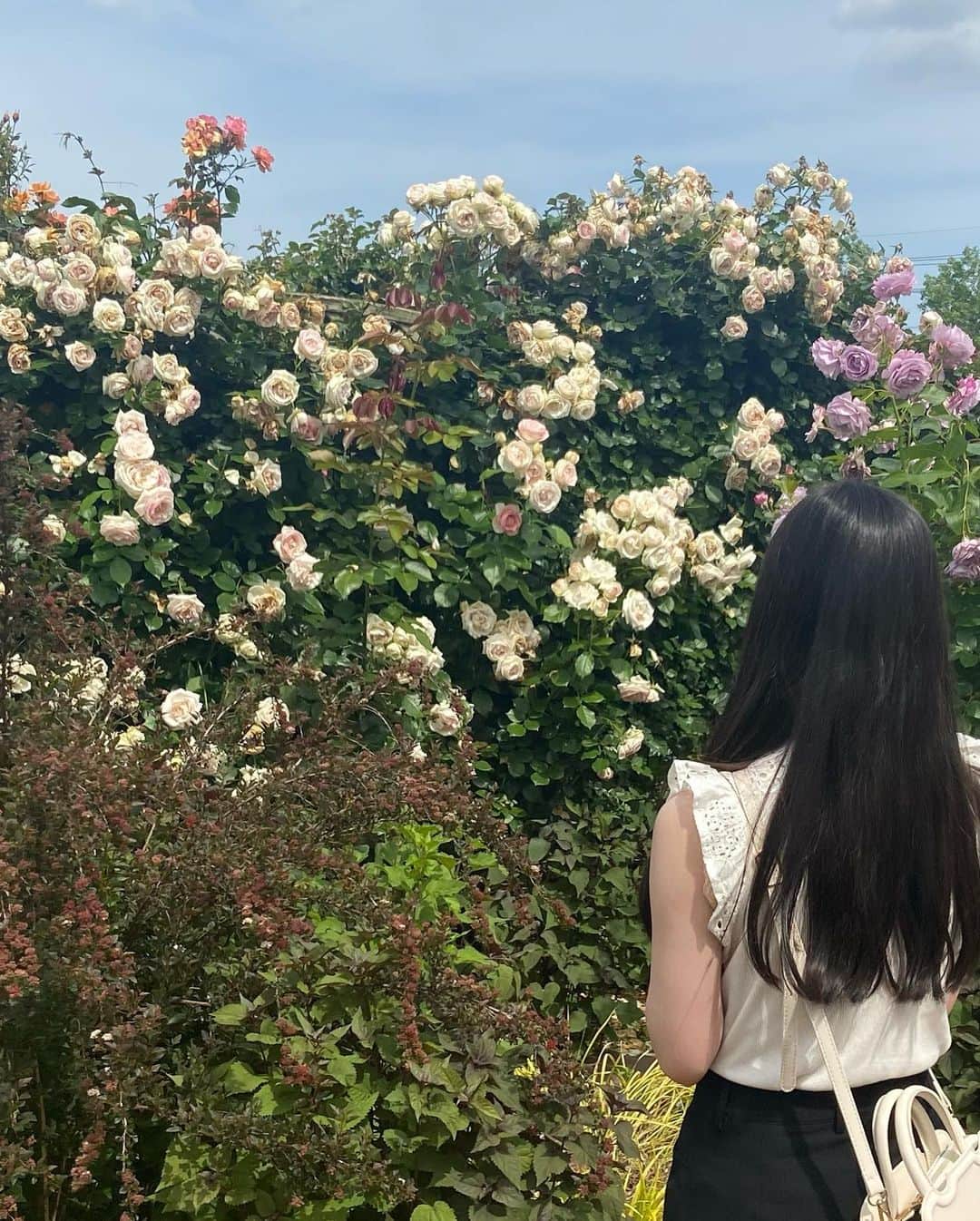 遠藤璃菜のインスタグラム：「幼なじみとバラ園に行ってきました🌹  とっても広くてバラの匂いいっぱいで癒されました  そしてバラソフトクリームが美味しかった！！！！   #バラ園  #京成バラ園」