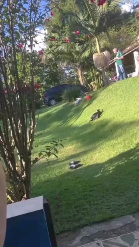 のインスタグラム：「So cute!!😂😂🥰🐶 . 🎥 Credits: @danilobottaro . . . #pgdaily #pgstar#pgcounty #doglife #usalife #planetgo#planet #planetearth #amazing #awesome #dogsofworld #dogs #doglover #doglove #animais #animalplanet #animalonplanet」