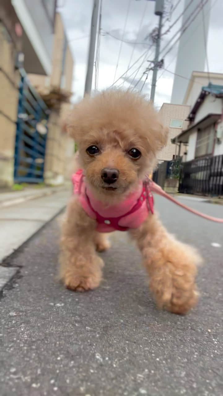 のインスタグラム：「凄い雨ですね💦 これは先日撮ってたやつ🐶😆 しばらくパトロール出来ないかな💦  #プードル#トイプードル#ティーカッププードル#犬#poodle#teacuppoodle#toypoodle#dog#dogstagram#instadog#푸들#caniche#Pudel#貴婦狗#animalsco」