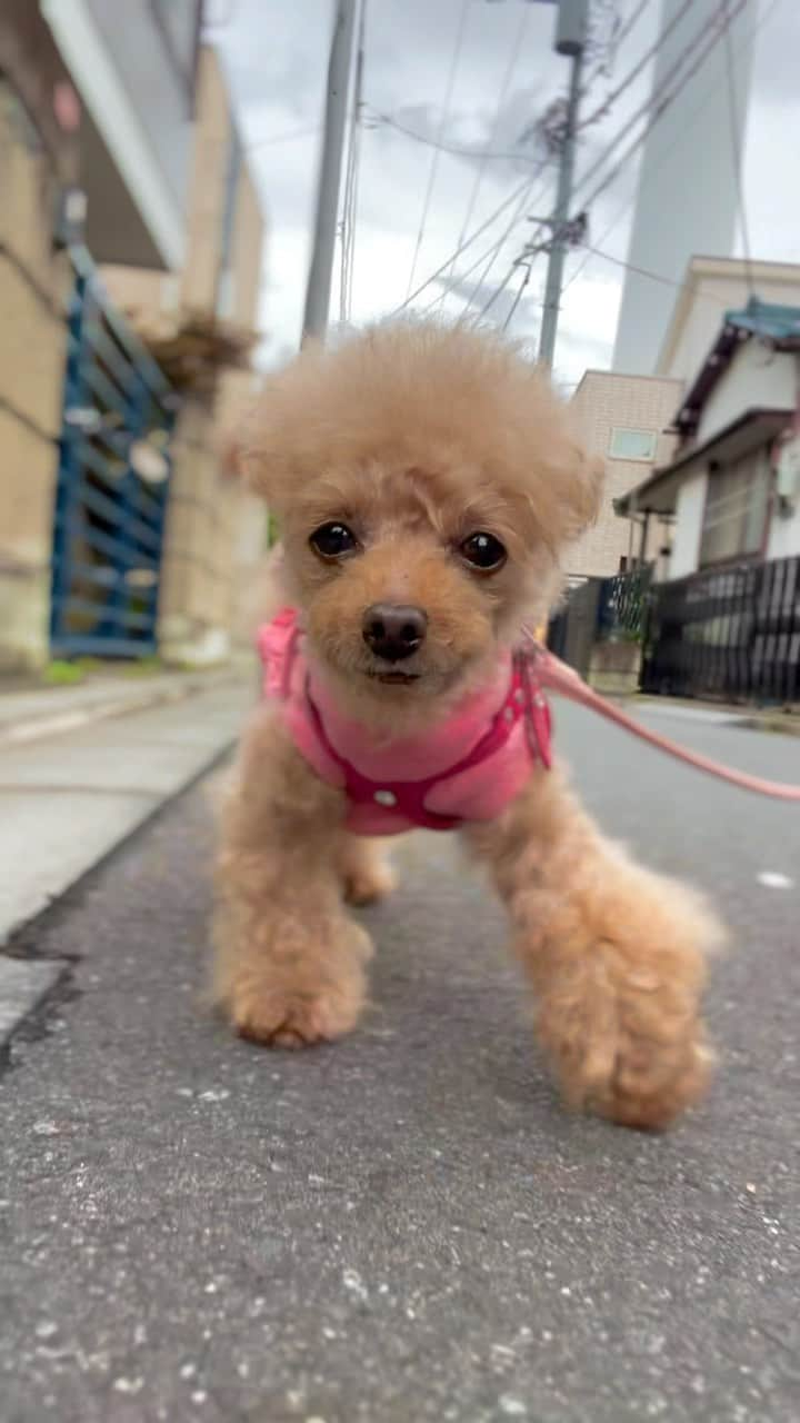 toshiyaotsuboのインスタグラム：「凄い雨ですね💦 これは先日撮ってたやつ🐶😆 しばらくパトロール出来ないかな💦  #プードル#トイプードル#ティーカッププードル#犬#poodle#teacuppoodle#toypoodle#dog#dogstagram#instadog#푸들#caniche#Pudel#貴婦狗#animalsco」