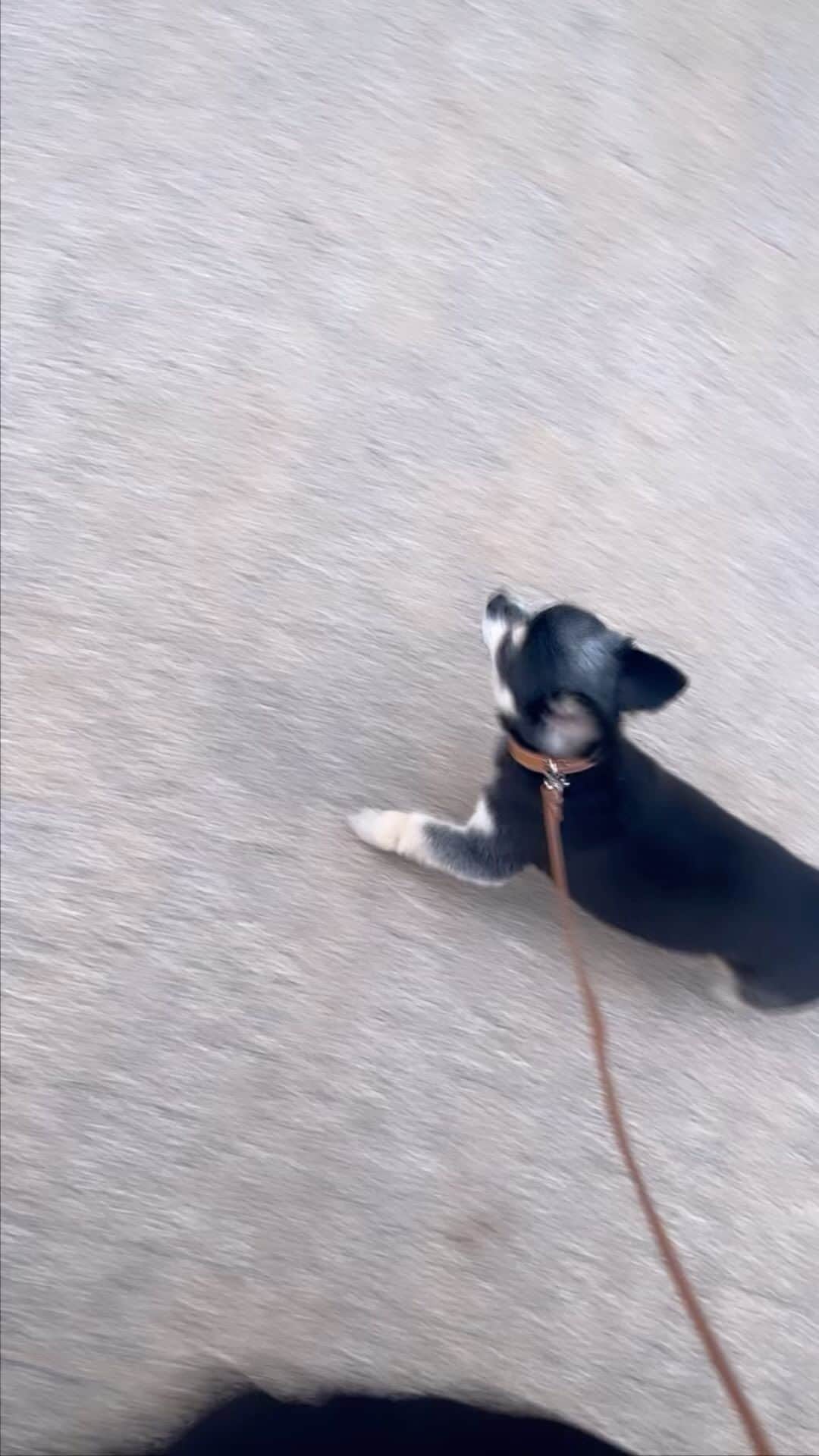 広瀬未花のインスタグラム：「明日は晴れますように... 🐶　🐾」