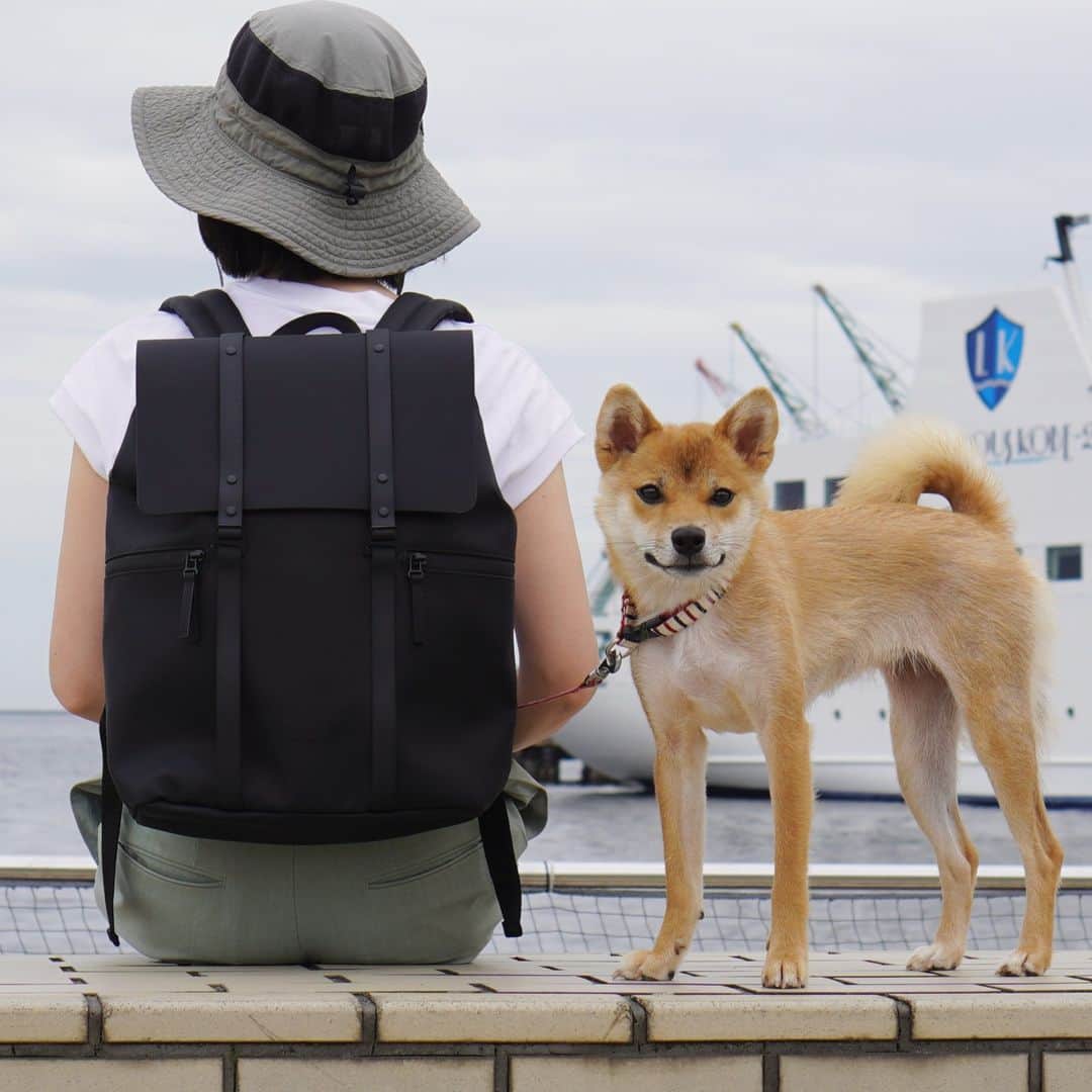 柴犬小春のインスタグラム