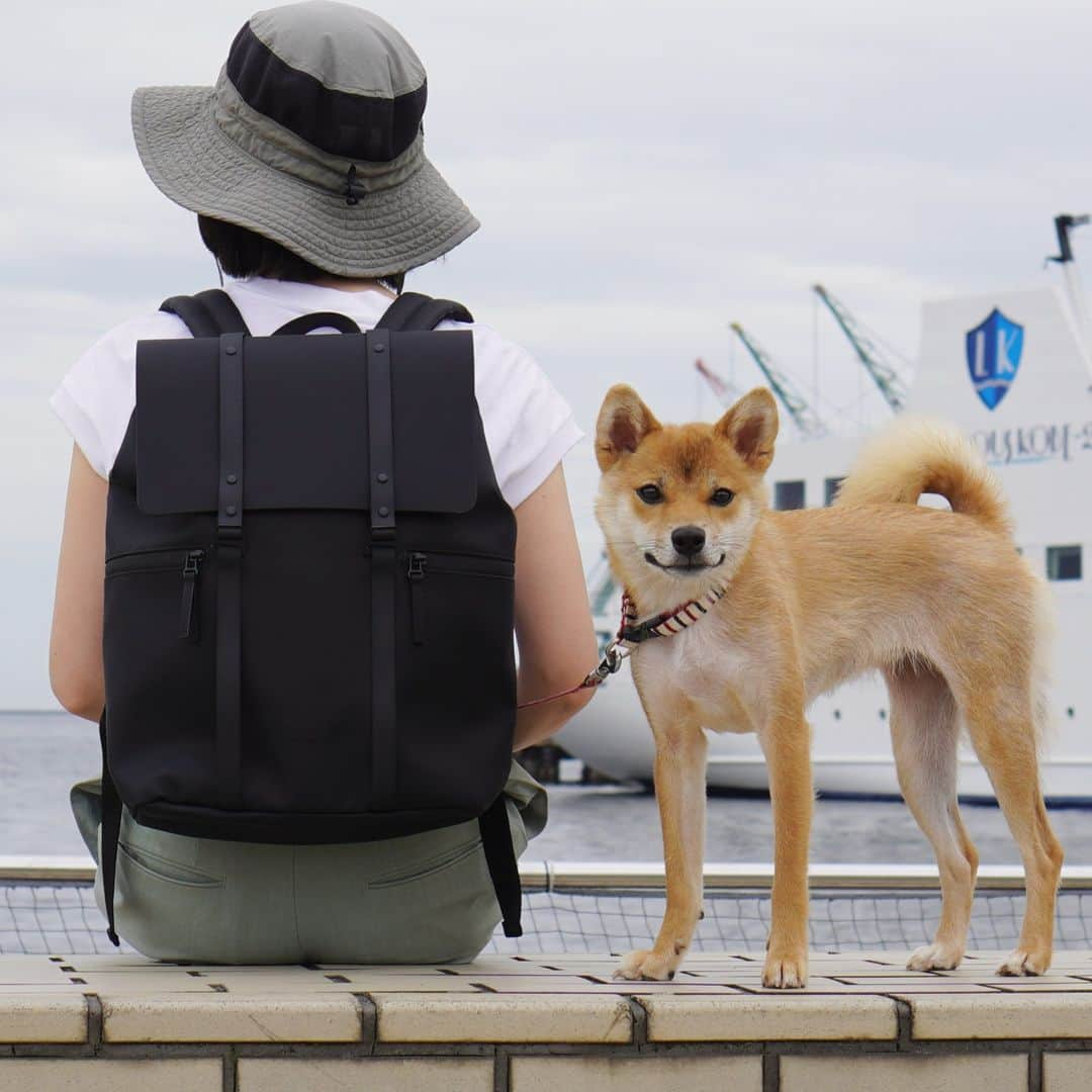 柴犬小春のインスタグラム：「ガストンルーガ投稿です！ 新作をいただいたのでメリケンパークに撮影に行って来ました！ 色違いもありますので、是非チェックしてみてください＾＾ #柴犬 #ガストンルーガ #gastonluga  ●公式サイトで15%offディスカウントコード: 　kohach（8月27日まで有効）  ●公式オンラインストア　https://gastonluga.com/jp/  ●公式インスタ@gastonluga  ● #GastonLuga #ガストンルーガ #バックパック #Carryyourlifeeffortlessly #PR  ●送料無料」