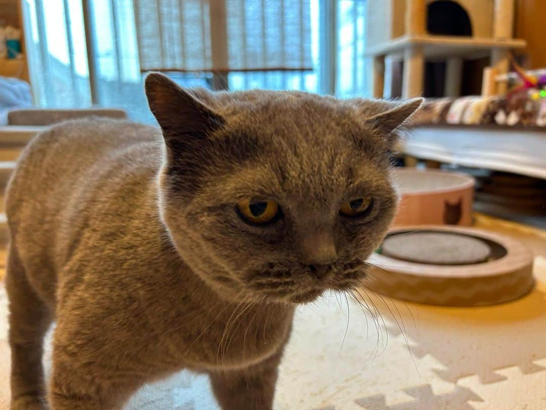 KAORUさんのインスタグラム写真 - (KAORUInstagram)「#諭吉 SP🥰  #ブリティッシュショートヘア  #猫のいる暮らし」6月2日 12時33分 - yukisaku_88