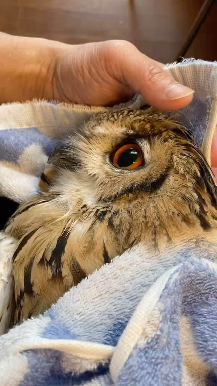 GEN3 Owlのインスタグラム