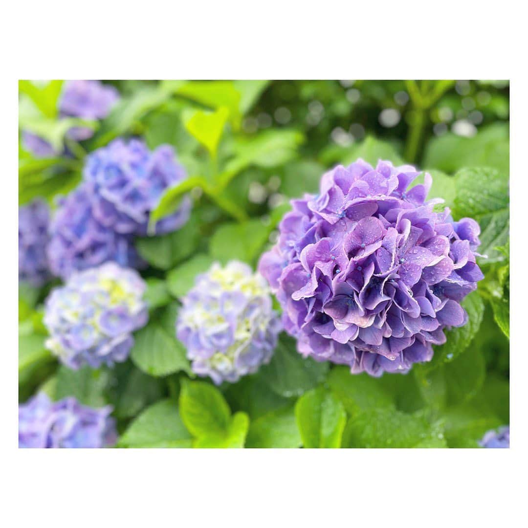 三倉佳奈さんのインスタグラム写真 - (三倉佳奈Instagram)「6月。 紫陽花の季節☺︎  #hydrangea #色とりどり 🌈」6月2日 13時08分 - kana_mikura0223