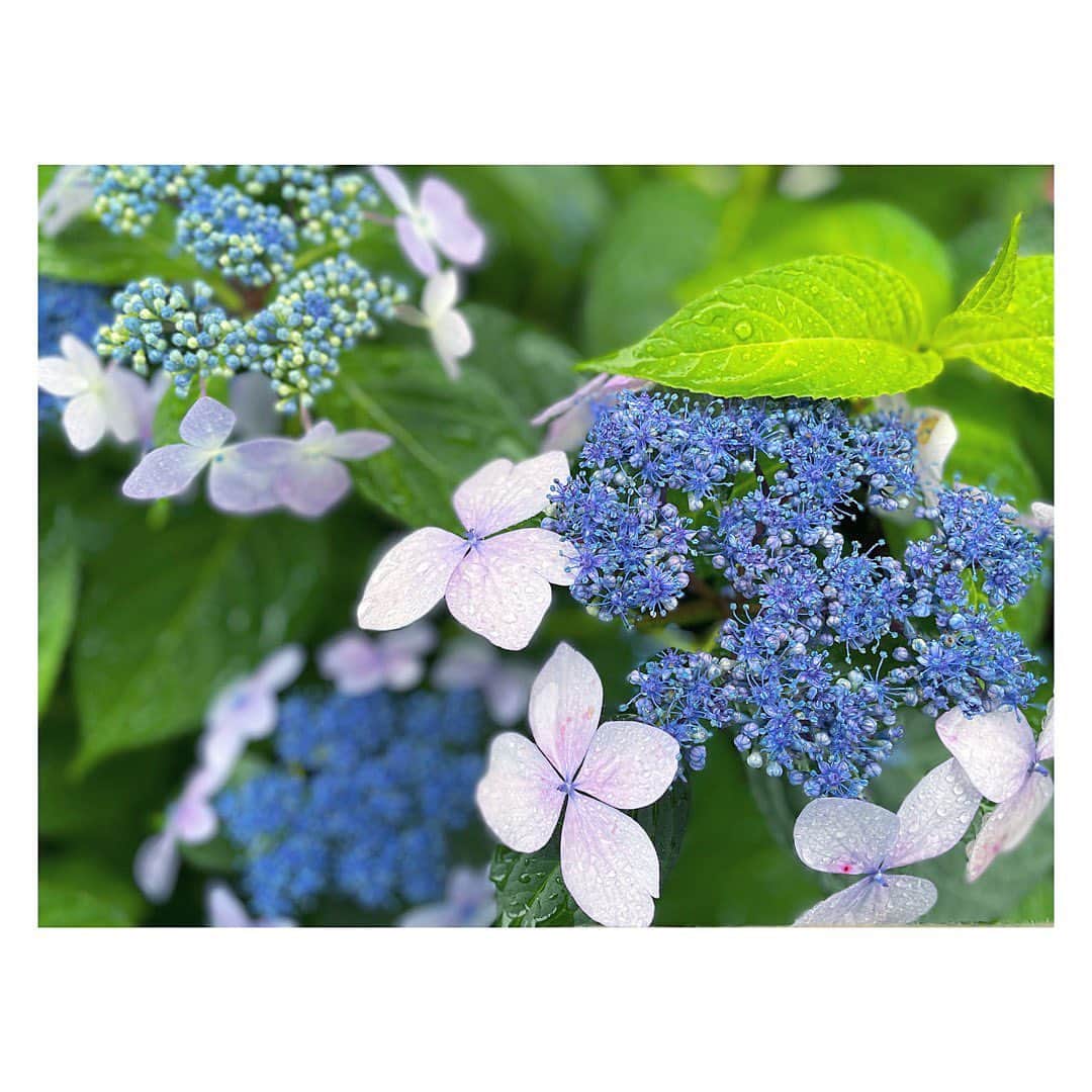 三倉佳奈のインスタグラム：「6月。 紫陽花の季節☺︎  #hydrangea #色とりどり 🌈」