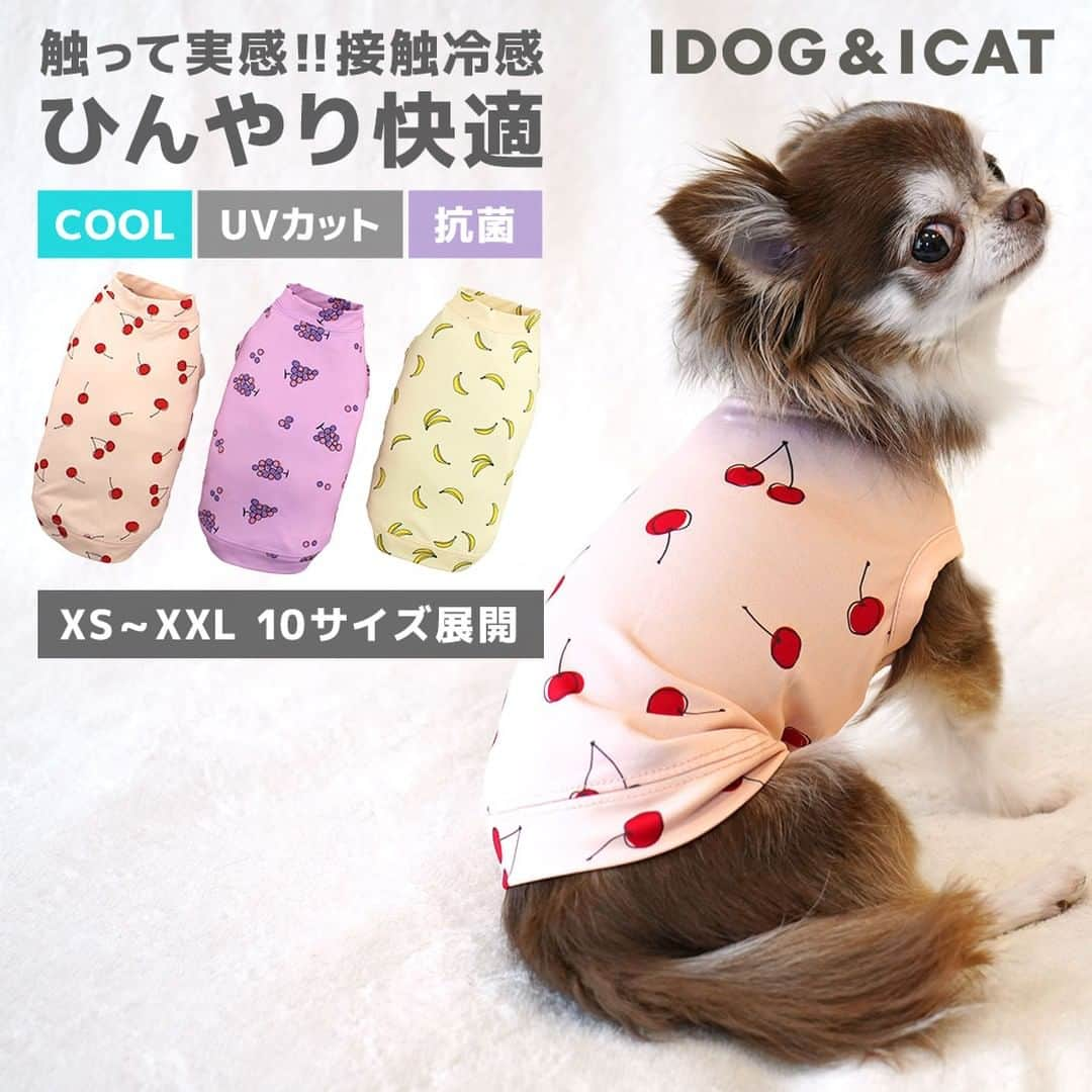 iDog&iCatさんのインスタグラム写真 - (iDog&iCatInstagram)「暑さ本番!!になる前の今こそ試してほしい。 IDOG&ICATのひんやり快適、冷感機能ウェア【COOL Chill】(クールチル)の対象商品が期間限定クーポンを使うと10％OFFに!!  快適温度が続いて心地いい。COOL Chillウェアをぜひお試しあれ♪  #iDog #IDOGICAT #iCat #犬の服 #犬服 #ペットウェア #犬の服iDog #犬 #うちの子優勝 #わんすたぐらむ #dog #チワワ #トイプードル #ミニチュアダックス #柴犬 #ペット用品 #犬との暮らし #キャンペーン #ペット用品 #セール #ひんやり #冷感 #COOLChill #COOL #暑さ対策」6月2日 13時43分 - idogicat