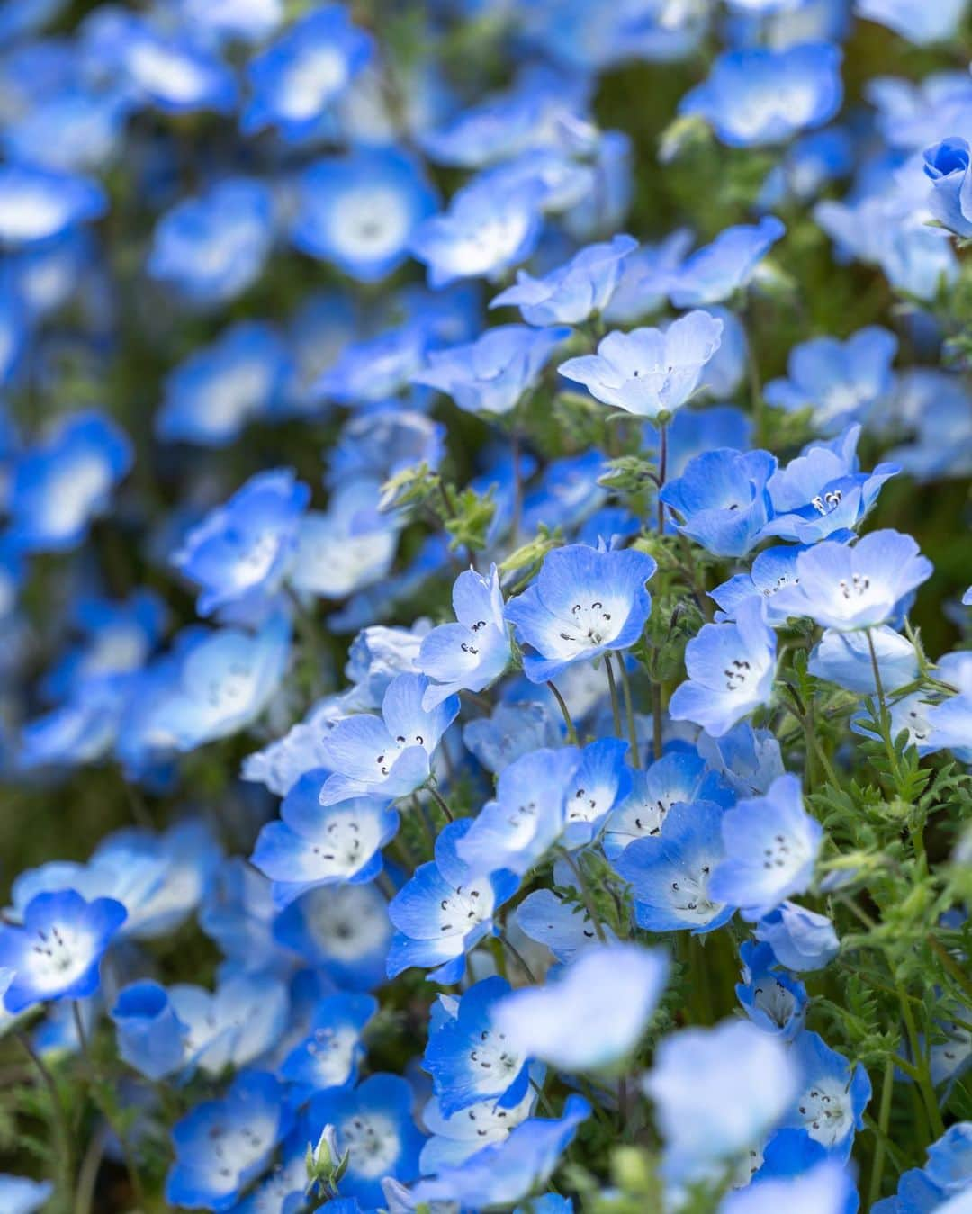 詩歩さんのインスタグラム写真 - (詩歩Instagram)「📷 25th May 2023 📍大分県 くじゅう花公園 /  Kujyu Flower Park ,Oita Japan   大分県くじゅう連山の麓に広がる #くじゅう花公園 。5年ぶりに行ってきました！  標高850mと涼しい気候なので、5月末だったけど青い #ネモフィラ がぎりぎり見頃（さすがにもう終わったかな…）。他のネモフィラ畑は4月中に見頃を迎える場所がほとんどだから、見逃しちゃった人におすすめです💎  カラフルな花たちが寄植えされている「春彩の畑」も、一度見てみたかったから満開の時期に来れてよかった〜🌼  これから夏にかけては、ラベンダーやひまわり畑が咲くみたいです🌻観光的に唯一困ったのは、公共交通機関で一切アクセスできないこと…1日1往復でもいいから、せめてシャトルバスとか出してほしい…！  大分県の投稿はこのタグでまとめています / Posts of this area can be found in this tag.→ #shiho_oita   I visited #Kujyuflowerpark at the foot of Kujyu mountain range in Oita prefecture for the first time in 5 years!　It was the end of May, but the blue #nemophila were just in time to be seen because of the cool climate at 850m altitude. Most of the other nemophila fields are at their best in April, so this is a good place to visit if you missed them!　I'm glad I came because I've always wanted to see the "Spring Color Field" in the third photo, where various colorful flowers are planted!　It says that lavender and sunflower fields will be in bloom from now on through the summer.  Thank you! @isle_photograph  ©︎Shiho/詩歩」6月2日 19時17分 - shiho_zekkei