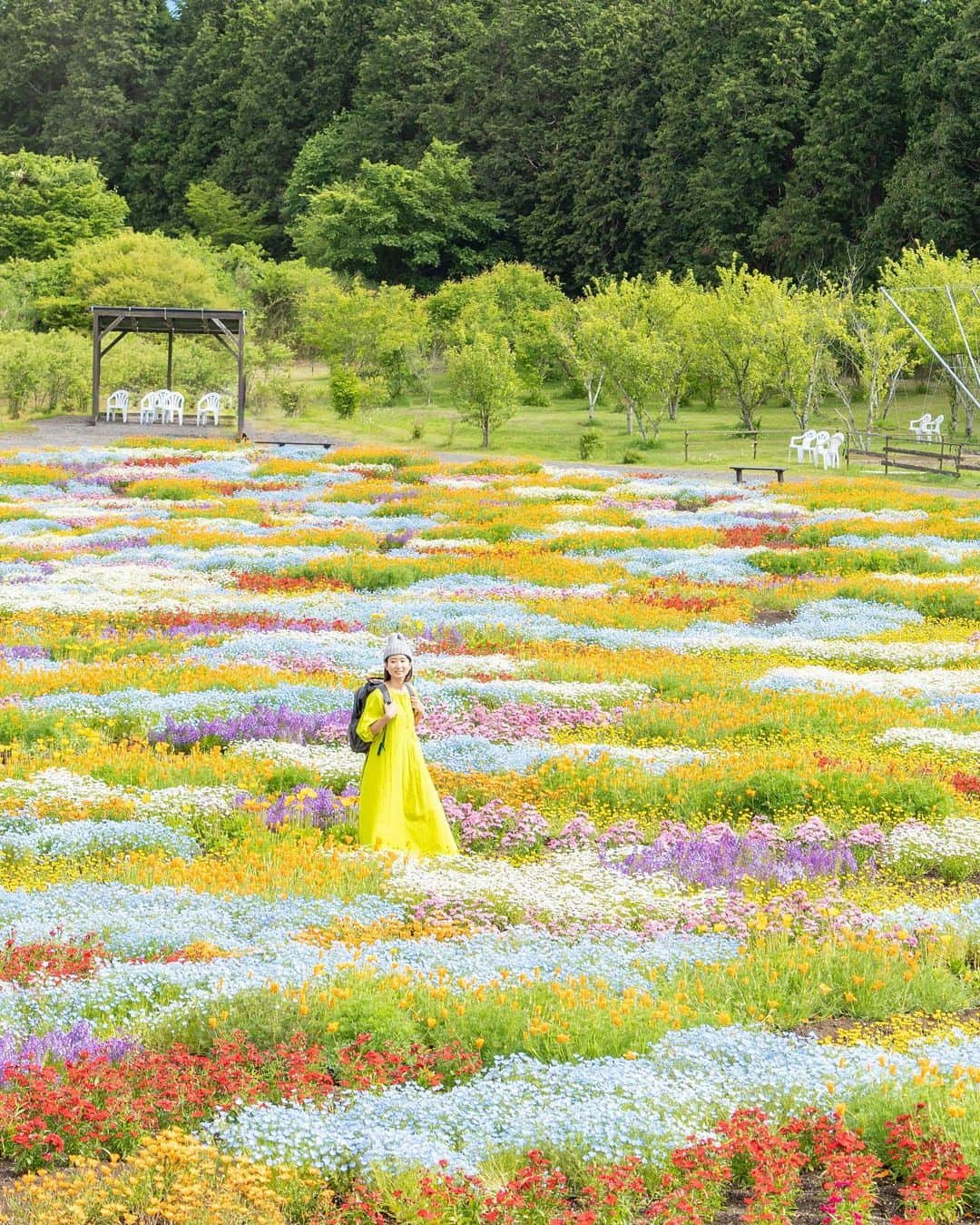 詩歩さんのインスタグラム写真 - (詩歩Instagram)「📷 25th May 2023 📍大分県 くじゅう花公園 /  Kujyu Flower Park ,Oita Japan   大分県くじゅう連山の麓に広がる #くじゅう花公園 。5年ぶりに行ってきました！  標高850mと涼しい気候なので、5月末だったけど青い #ネモフィラ がぎりぎり見頃（さすがにもう終わったかな…）。他のネモフィラ畑は4月中に見頃を迎える場所がほとんどだから、見逃しちゃった人におすすめです💎  カラフルな花たちが寄植えされている「春彩の畑」も、一度見てみたかったから満開の時期に来れてよかった〜🌼  これから夏にかけては、ラベンダーやひまわり畑が咲くみたいです🌻観光的に唯一困ったのは、公共交通機関で一切アクセスできないこと…1日1往復でもいいから、せめてシャトルバスとか出してほしい…！  大分県の投稿はこのタグでまとめています / Posts of this area can be found in this tag.→ #shiho_oita   I visited #Kujyuflowerpark at the foot of Kujyu mountain range in Oita prefecture for the first time in 5 years!　It was the end of May, but the blue #nemophila were just in time to be seen because of the cool climate at 850m altitude. Most of the other nemophila fields are at their best in April, so this is a good place to visit if you missed them!　I'm glad I came because I've always wanted to see the "Spring Color Field" in the third photo, where various colorful flowers are planted!　It says that lavender and sunflower fields will be in bloom from now on through the summer.  Thank you! @isle_photograph  ©︎Shiho/詩歩」6月2日 19時17分 - shiho_zekkei