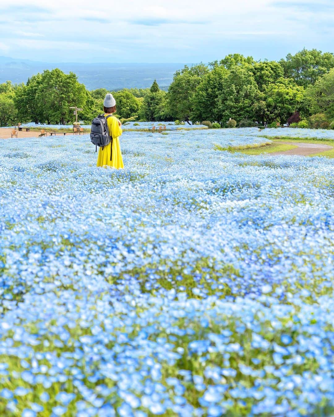 詩歩のインスタグラム：「📷 25th May 2023 📍大分県 くじゅう花公園 /  Kujyu Flower Park ,Oita Japan   大分県くじゅう連山の麓に広がる #くじゅう花公園 。5年ぶりに行ってきました！  標高850mと涼しい気候なので、5月末だったけど青い #ネモフィラ がぎりぎり見頃（さすがにもう終わったかな…）。他のネモフィラ畑は4月中に見頃を迎える場所がほとんどだから、見逃しちゃった人におすすめです💎  カラフルな花たちが寄植えされている「春彩の畑」も、一度見てみたかったから満開の時期に来れてよかった〜🌼  これから夏にかけては、ラベンダーやひまわり畑が咲くみたいです🌻観光的に唯一困ったのは、公共交通機関で一切アクセスできないこと…1日1往復でもいいから、せめてシャトルバスとか出してほしい…！  大分県の投稿はこのタグでまとめています / Posts of this area can be found in this tag.→ #shiho_oita   I visited #Kujyuflowerpark at the foot of Kujyu mountain range in Oita prefecture for the first time in 5 years!　It was the end of May, but the blue #nemophila were just in time to be seen because of the cool climate at 850m altitude. Most of the other nemophila fields are at their best in April, so this is a good place to visit if you missed them!　I'm glad I came because I've always wanted to see the "Spring Color Field" in the third photo, where various colorful flowers are planted!　It says that lavender and sunflower fields will be in bloom from now on through the summer.  Thank you! @isle_photograph  ©︎Shiho/詩歩」
