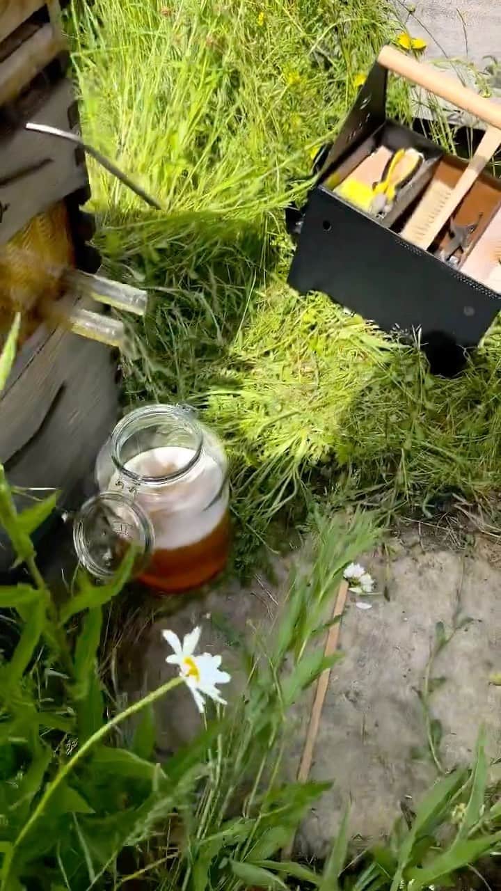 ジェイミー・オリヴァーのインスタグラム：「Just a little bee 🐝 update so all of bees survived winter, just fine, healthy and feel happy, enjoying the flowers of spring… today I’m pulling the first honey of the year. And I think I’ll follow it with lots of  nice honey recipes next week.. if you have any requests, please let me know in the comments box below and I can tests some recipes this weekend for you. I love working with honey I try and use it instead of sugar whenever I can it’s such an incredible natural ingredient and resource to be used respectfully of course, I’ve been beekeeping for about four years now and I love it .it’s no trouble really it’s been exciting but fascinating, you can learn from books and on YouTube so easily  and I have a bee mentor who I can lean on, if something baffles me the network of beekeepers around Britain are absolutely amazing, wonderful people very supportive, generous with there time, amazingly knowledgeable, and I’ll tell you what they’re so organised and set up on controlling pests and disease . If there’s any problems or Asian hornets located, you’ve never seen a group of people Act so quickly across the networks in the country, and beyond I think the police could get some good tactics from them haha anyway if your interested give  @britishbeekeepers a follow my system here is a flow @flowhive there’s many different types but this for me is the most fun and visual less hassle and less mess, but each to their own」