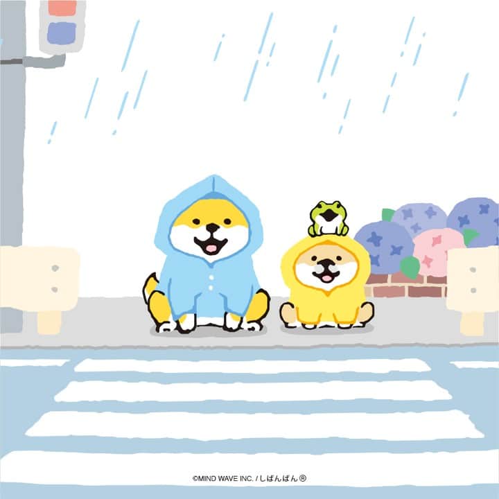 オオゴシヤステルのインスタグラム：「#今日のしばんばん  ボクはどっちかというと 雨の日もへっちゃらタイプです☔️🎶  でしゅ🎶  〈ฅ `ᴥ´ ฅ〉(ฅ・ᴥ・ฅ)  #しばんばん #shibanban #むちころばんばん #muchicorobanban #微笑柴犬 #マインドウェイブ #mindwave #オオゴシヤステル #柴犬 #しばいぬ #sibainu #イラスト #雨の日 #雨の日の散歩 #柴犬との暮らし」