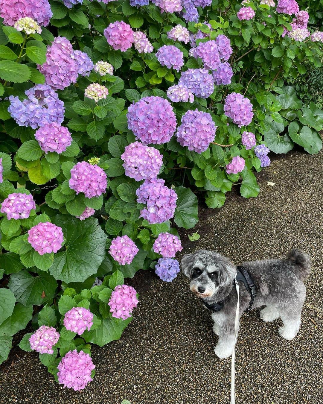 西山真以さんのインスタグラム写真 - (西山真以Instagram)「おやつで釣られて 紫陽花と何枚も写真を撮らされる季節が今年もやってきたよ 🤳🐶💭  #水無月 #ミニチュアシュナウザー」6月2日 13時59分 - mai0830