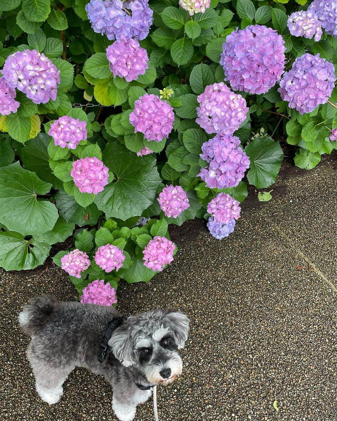 西山真以さんのインスタグラム写真 - (西山真以Instagram)「おやつで釣られて 紫陽花と何枚も写真を撮らされる季節が今年もやってきたよ 🤳🐶💭  #水無月 #ミニチュアシュナウザー」6月2日 13時59分 - mai0830