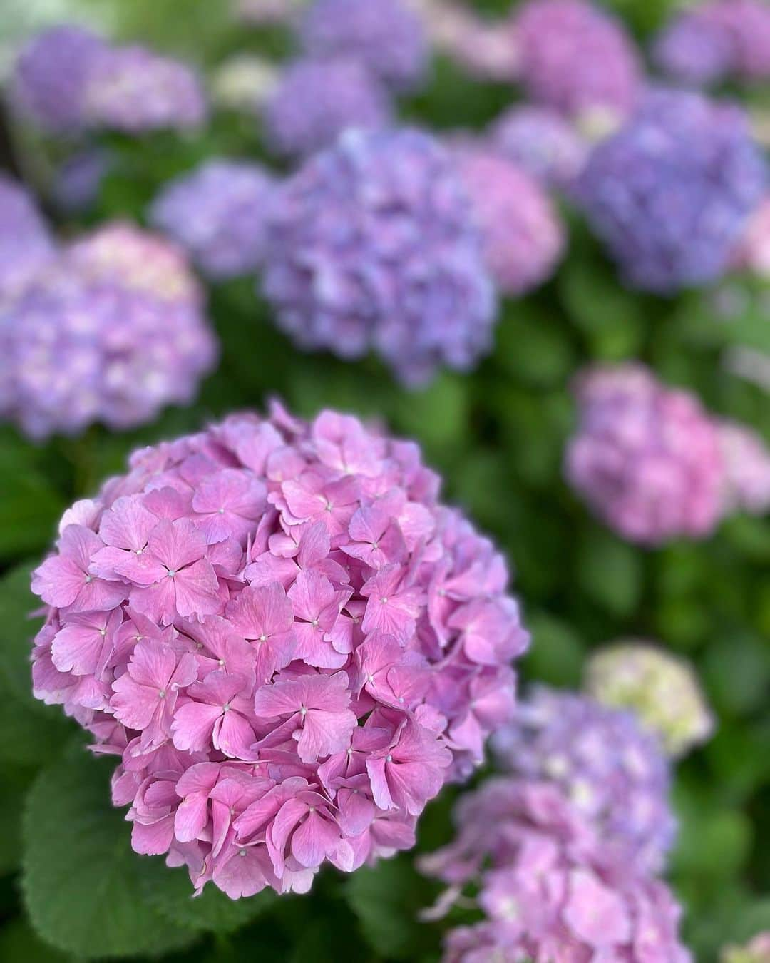 西山真以さんのインスタグラム写真 - (西山真以Instagram)「おやつで釣られて 紫陽花と何枚も写真を撮らされる季節が今年もやってきたよ 🤳🐶💭  #水無月 #ミニチュアシュナウザー」6月2日 13時59分 - mai0830