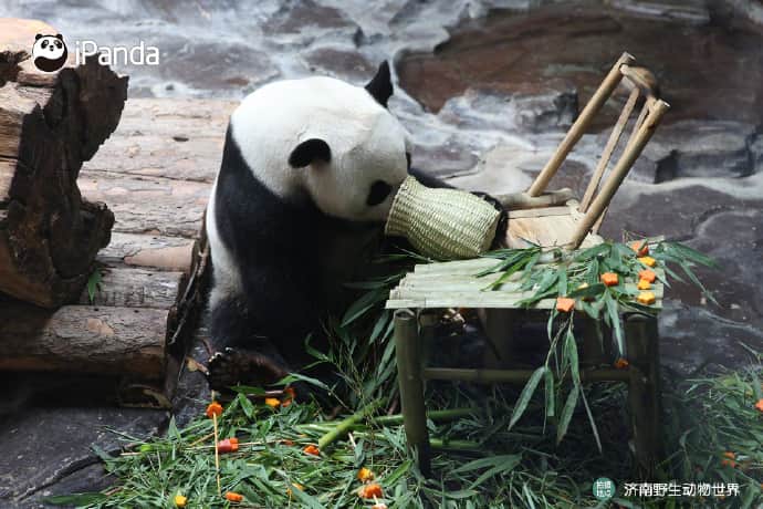 iPandaさんのインスタグラム写真 - (iPandaInstagram)「No one can resist the temptation of barbecue. Let’s take a look at how giant panda Er Xi and Ya Shuang celebrate Children’s Day!  🐼 🐼 🐼 #Panda #iPanda #Cute #PandaPic #ChildrensDay   For more panda information, please check out: http://en.ipanda.com」6月2日 14時30分 - ipandachannel