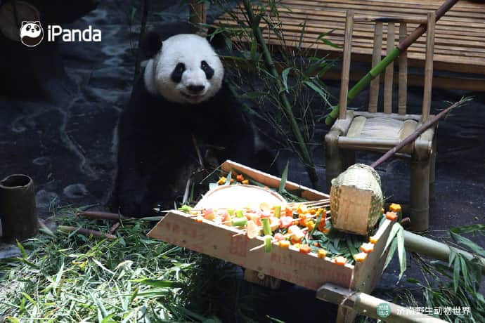 iPandaさんのインスタグラム写真 - (iPandaInstagram)「No one can resist the temptation of barbecue. Let’s take a look at how giant panda Er Xi and Ya Shuang celebrate Children’s Day!  🐼 🐼 🐼 #Panda #iPanda #Cute #PandaPic #ChildrensDay   For more panda information, please check out: http://en.ipanda.com」6月2日 14時30分 - ipandachannel