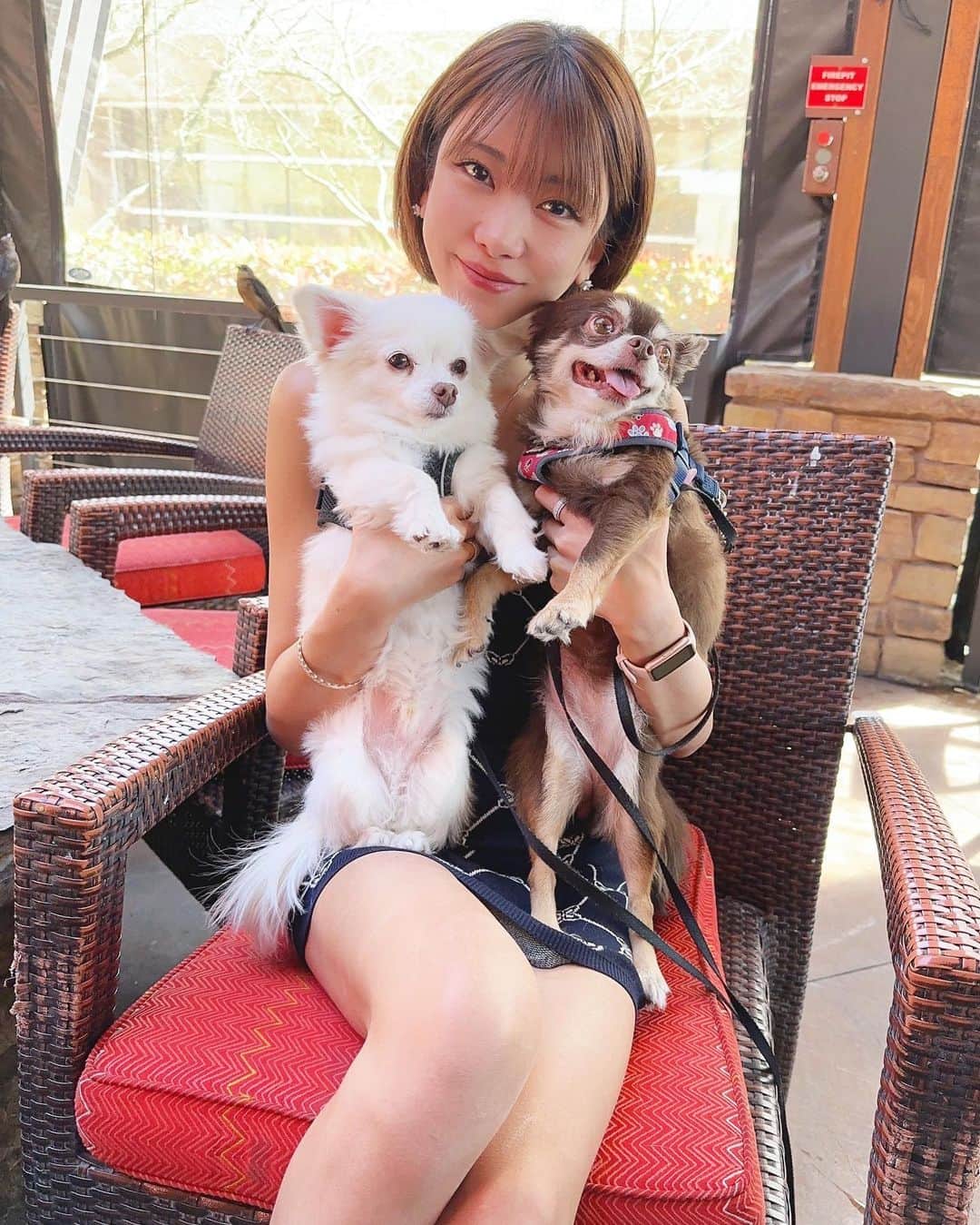 坂井雪乃のインスタグラム：「I love you guys🐶❤️❤️  ちびらもにこにこで一緒にお出かけが楽しくて幸せ🥰✨✨  #yukino_travels  #yukino_vegas  #dog #dogsofinstagram #dogoftheday #doglover」