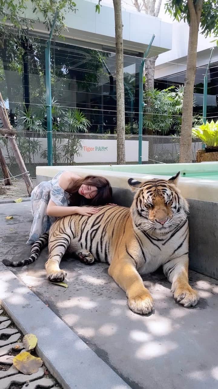 のインスタグラム：「🐯 ⁡ パタヤのタイガーパークへ行ったよ🐅🌴 @tigerparkth  ⁡ タイガーパークはパタヤとプーケットにも あるので是非行ってみてね🐅🐅🏝️ ⁡ ⁡ ⁡ #タイ#タイ旅行#バンコク#バンコク旅行 #パタヤ#パタヤ旅行 #タイガーパーク#トラ#虎#tiger #tigers #thai#thailand #bangkok」