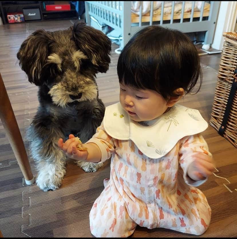 池内ひろ美さんのインスタグラム写真 - (池内ひろ美Instagram)「孫が右手に持っているバンを、すごく、とっても食べたいワンコ🐶ですが、「どうぞ」とも「よし」とも言ってもらえない（孫はまだ言葉を発しない）ため、食べることはできないんだよね。ーーーと、寂しい￼顔のワンコ。 ずーっと見つめています😆 #孫と犬」6月2日 15時14分 - ikeuchihiromi