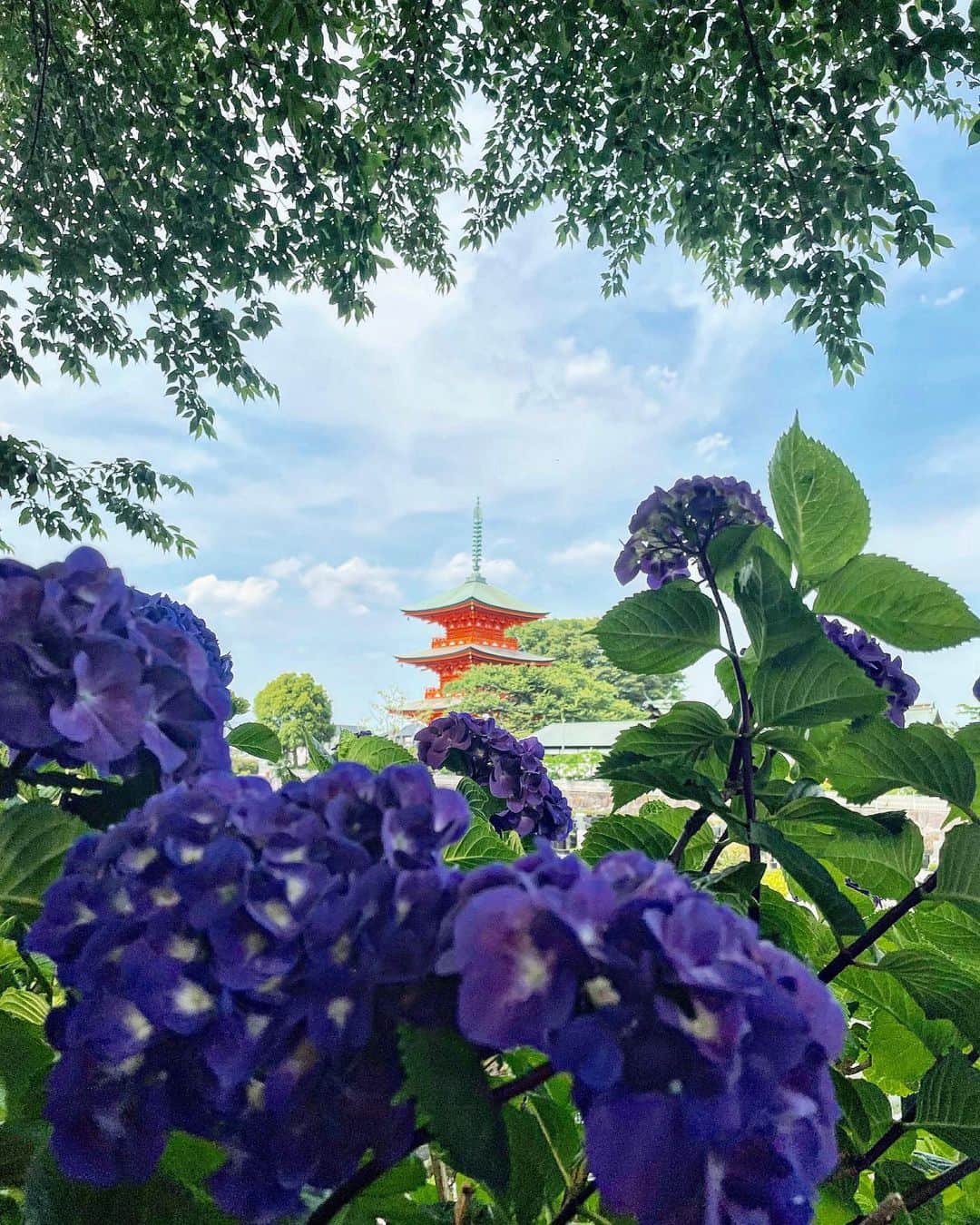 MIMIのインスタグラム：「💠🌿‬ ܸ💠🌿‬ ܸ💠🌿‬ ܸ💠🌿‬ ܸ  梅雨入りするかな〜☔ 梅雨は嫌い💦  でも紫陽花は可愛い〜😊w こんなに種類があるのね〜‼️‼️‼️  📍青葉園 埼玉県   #青葉園 #紫陽花 #Flower #あじさい園 #紫陽花寺  #紫陽花の季節  #埼玉 #埼玉県 #さいたま市  #梅雨 #tabijyomap_japan  #genic_mag  #genic_travel  #genic_japan  #genic_flower  #mimitrip_2023」