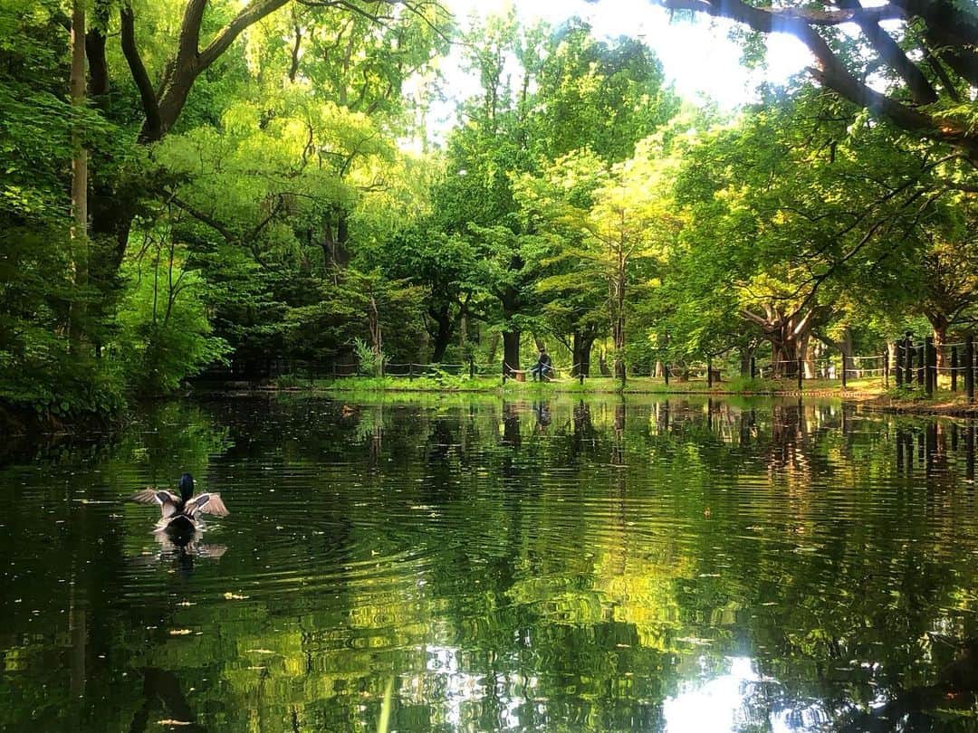 しょーりん（ウルトラ寿司ふぁいやー）のインスタグラム：「綺麗な公園だった🌞  #円山公園  #札幌」
