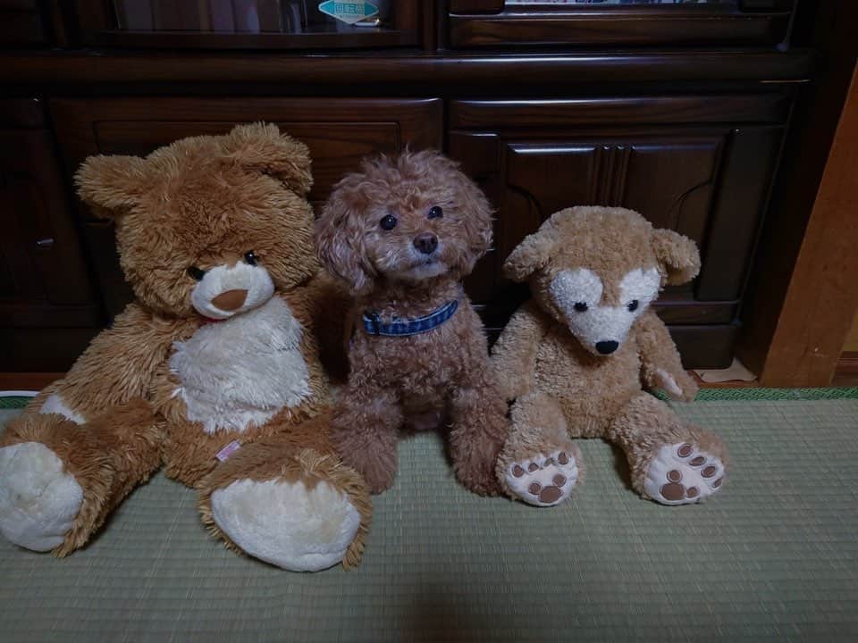 日下裕江さんのインスタグラム写真 - (日下裕江Instagram)「クイズ✩︎⡱  どれがロルでしょう？  ⏳  ヒント！ ・1番熊っぽくてぬいぐるみぽい子です🧸www  #熊のぬいぐるみ #クマのぬいぐるみ #熊 #🧸 #ぬいぐるみ #犬 #トイプードルレッド #いぬのきもち #いぬのいる暮らし #いぬのいる生活 #ロルスタグラム」6月2日 15時42分 - hiroe___h