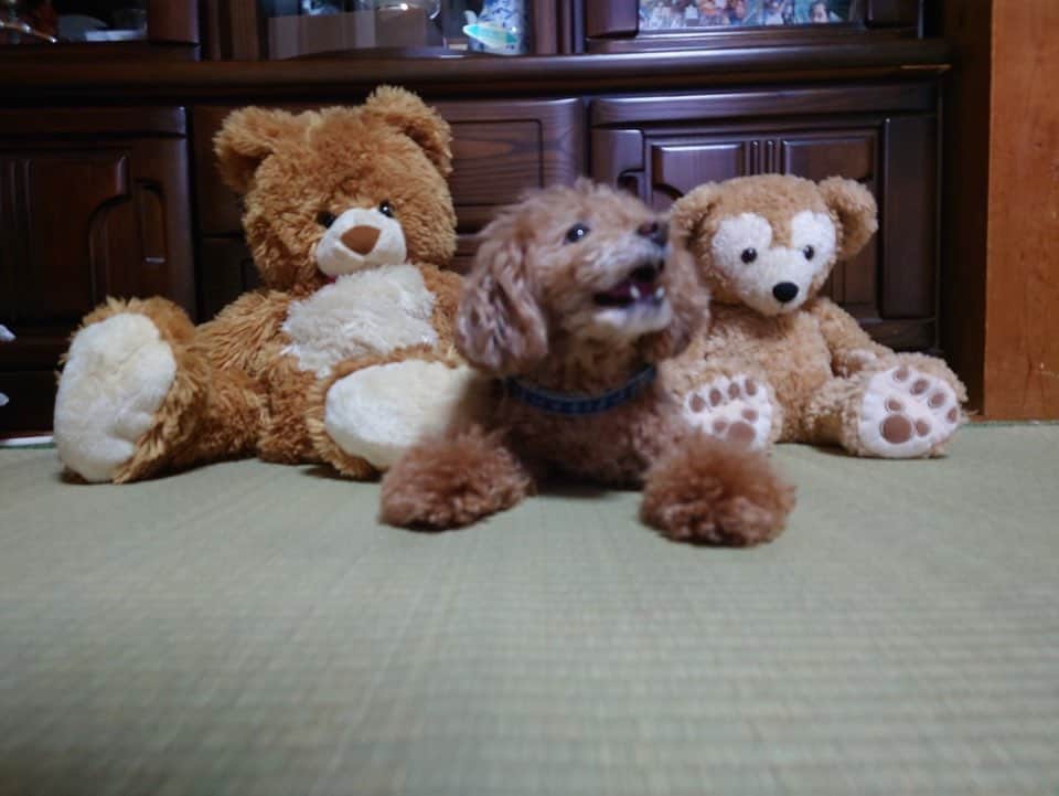 日下裕江さんのインスタグラム写真 - (日下裕江Instagram)「クイズ✩︎⡱  どれがロルでしょう？  ⏳  ヒント！ ・1番熊っぽくてぬいぐるみぽい子です🧸www  #熊のぬいぐるみ #クマのぬいぐるみ #熊 #🧸 #ぬいぐるみ #犬 #トイプードルレッド #いぬのきもち #いぬのいる暮らし #いぬのいる生活 #ロルスタグラム」6月2日 15時42分 - hiroe___h