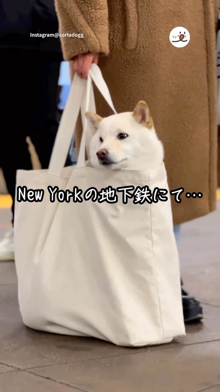 PECO いぬ部のインスタグラム
