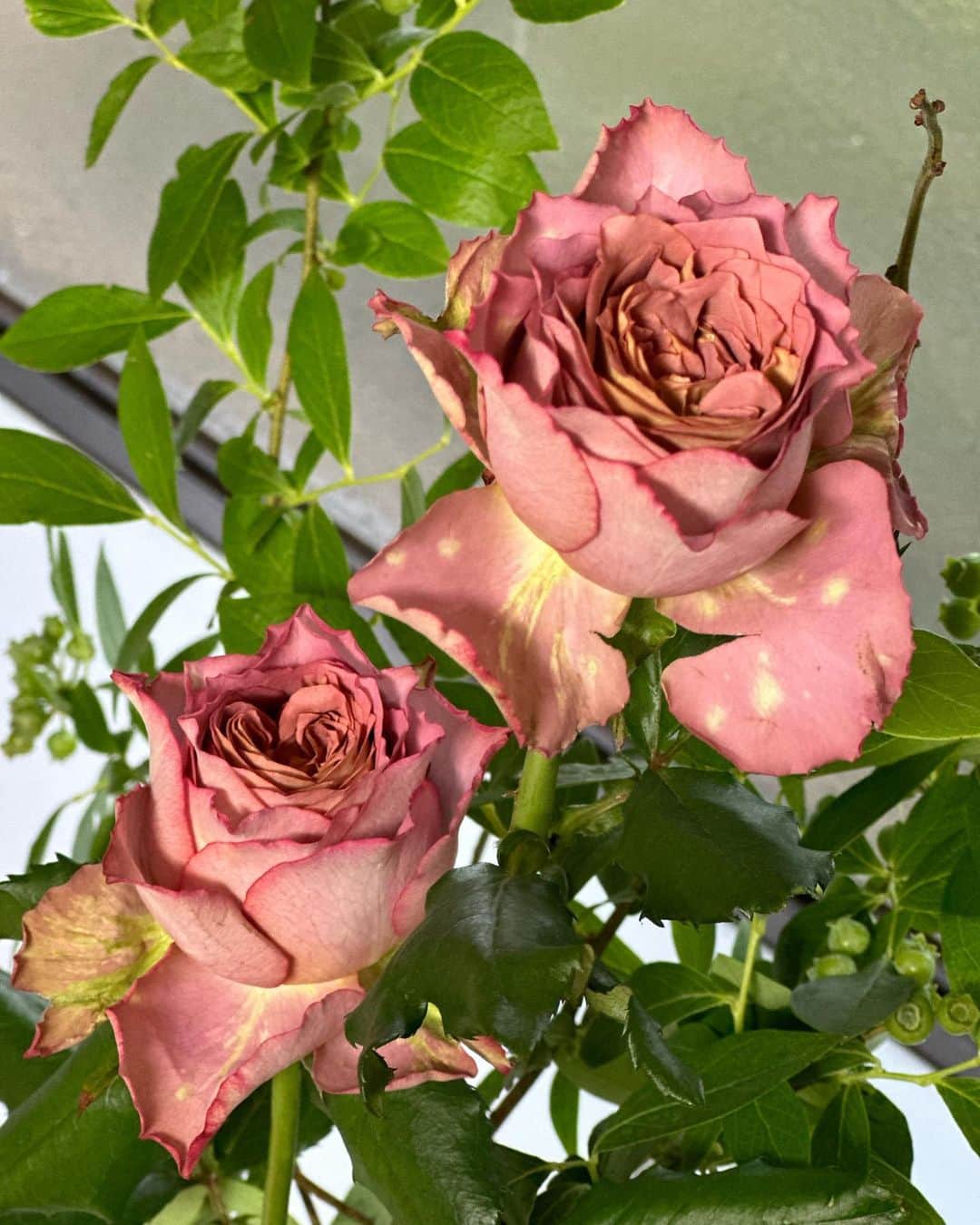 清浦夏実さんのインスタグラム写真 - (清浦夏実Instagram)「6月2日は薔薇の日(ローズの語呂合わせ)らしいです。ちょっと苦しい！ロックの日も夏実の日も五十歩百歩…。かこつけて盛り上がるならそれでよしということで。  今日は和薔薇とブルーベリーを合わせてみました。  台風接近に伴い、週末は自宅作業。気温も低いし長持ちしそう。お花を愛でながらがんばります。  みなさまもどうぞご安全に！  #花 #flowers #はなのあるくらし #薔薇 #和薔薇 #ブルーベリー #枝物 #枝物のある暮らし #薔薇の日 #rose #おうち時間」6月2日 17時01分 - kiyo_723