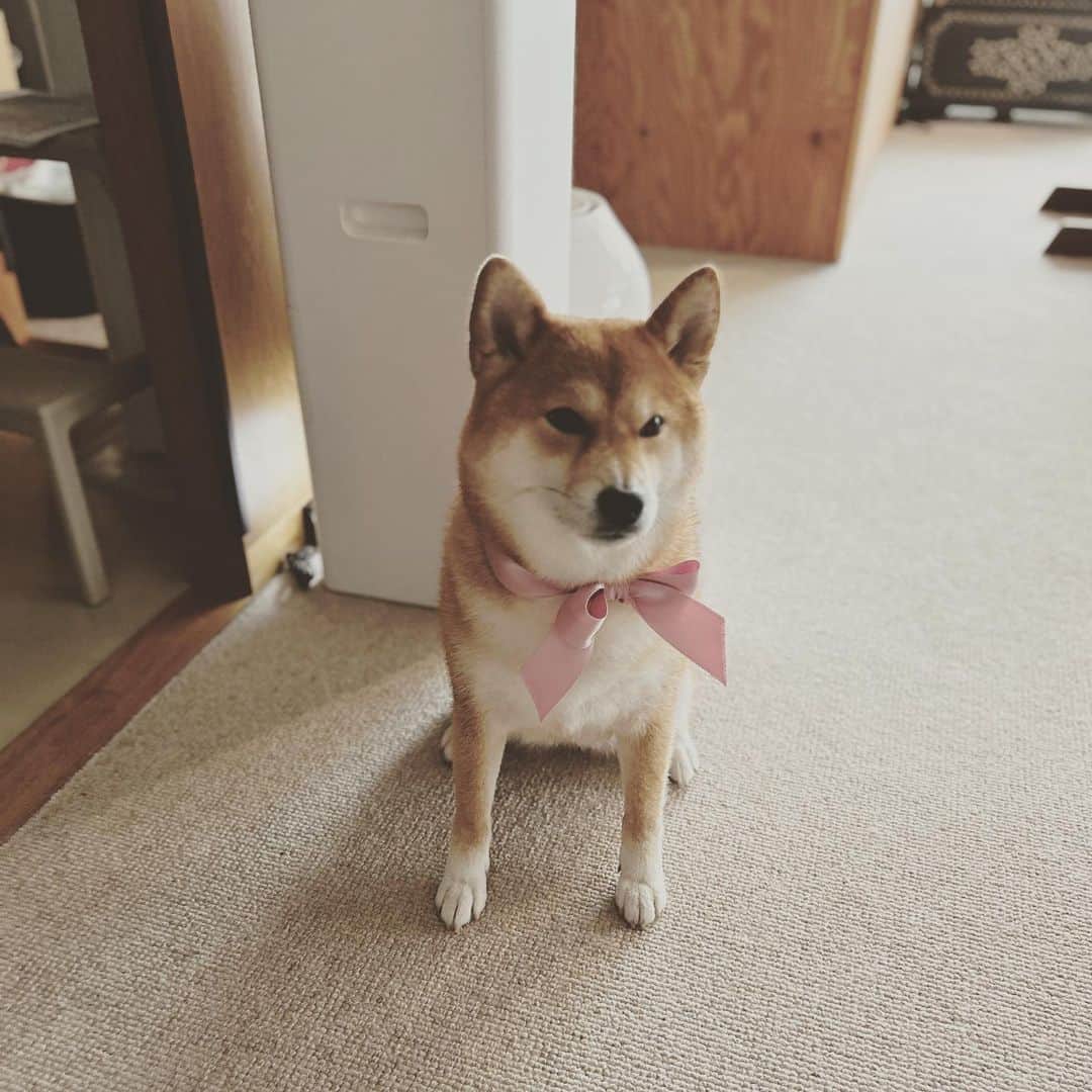 KIKIのインスタグラム：「リボンをつけてシャンプーから帰ってきた🎀 #椿王丸 #ぬけげの季節 #芝犬ライフ」