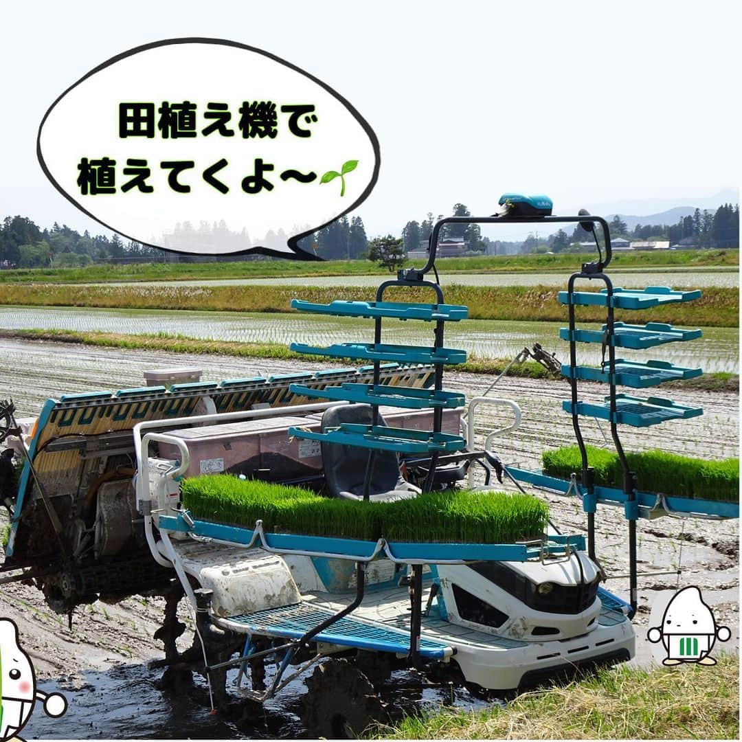 ミツハシくん-Mitsuhashi Rice-さんのインスタグラム写真 - (ミツハシくん-Mitsuhashi Rice-Instagram)「岩手県花巻市で田植え研修をしてきたよ🌱  ミツハシライスでは毎年田植え・稲刈り研修を行っているんだ🌾 今回は田植え研修の様子をお届け🕊️  田植え機に苗を補充したり、 田植え機に乗って機械作業を体験したり 最後には手植えも行ったんだ！  またお米に関する講義も受け、 知識をつけたよ📝  みんな、お疲れ様でした🙇‍♀️👏  次は稲刈り研修の様子もお届けできたらいいな✨  #ミツハシライス  #企業キャラクター  #ミツハシくん   #岩手県 #花巻市   #農業 #田んぼ #米作り  #田植え #稲刈り   #稲 #米 #お米 #ごはん #rice」6月2日 17時18分 - 3284rice