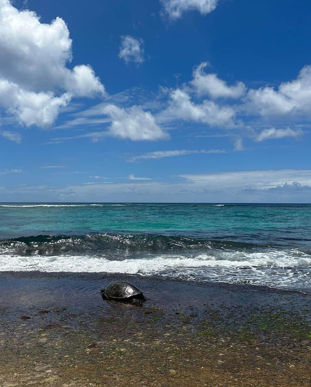 中西悠綺さんのインスタグラム写真 - (中西悠綺Instagram)「🐢🌈❤️  #hawaii #haleiwa #northshore #laniakea #laniakeabeach #turtle #honu #ハワイ #ハレイワ #ノースショア #ラニアケアビーチ #ウミガメ #ホヌ」6月2日 17時32分 - nakanishi_yuuki