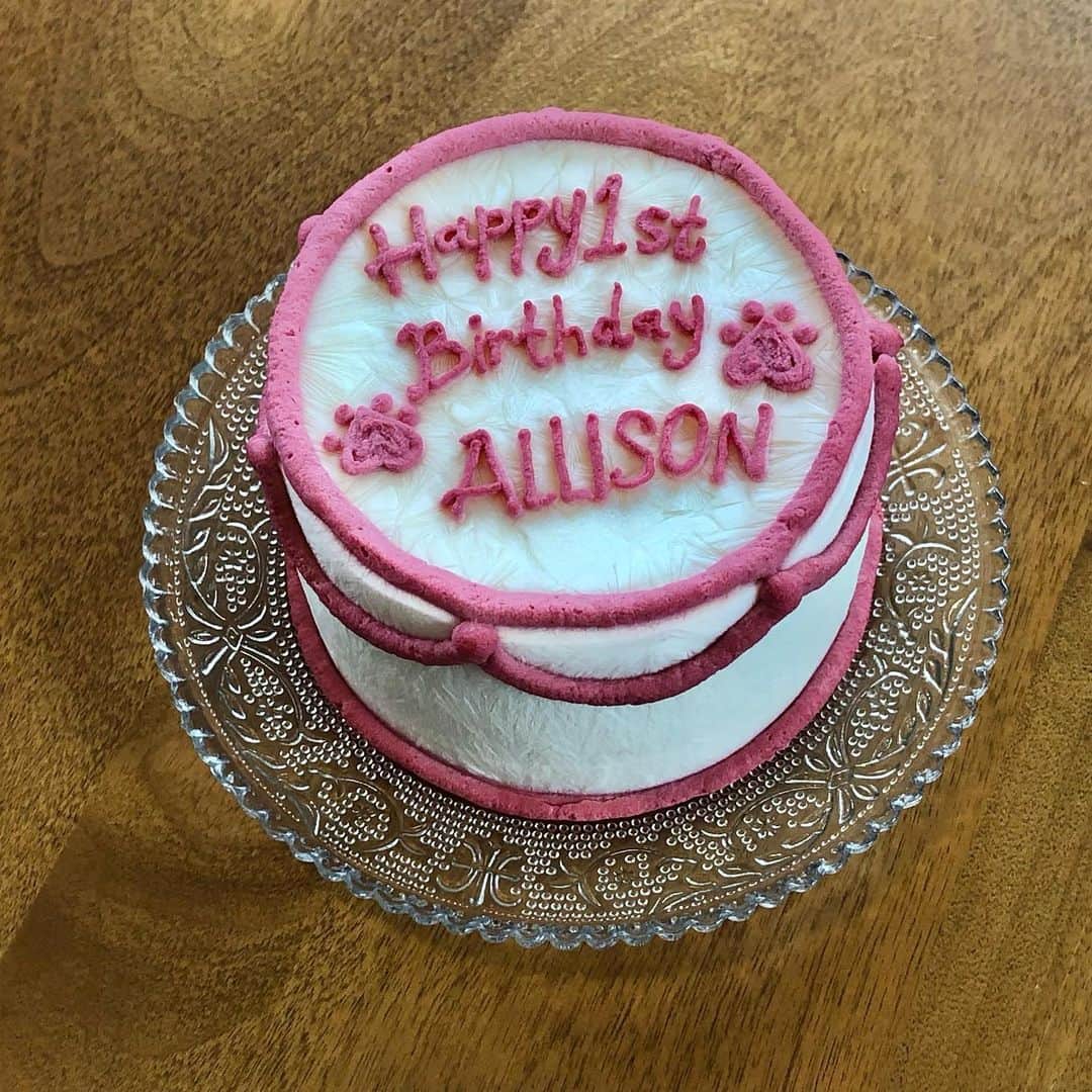オクヒラテツコ（ぺこ）さんのインスタグラム写真 - (オクヒラテツコ（ぺこ）Instagram)「昨日のアリソンのお誕生日では、もちろんバースデーケーキも用意してお祝い🧁 アリソンはじめてのバースデーケーキどうしようかなぁと思っていたら、とってもかわいいケーキ屋さんとの出会いがありました！ わんちゃんのケーキでこんなに理想通りのケーキができるなんて…そして材料に使われているものも着色料とかなくもちろん安心で🦴 アリソンが大喜びして食べている姿を見てめちゃくちゃ幸せになった🐶 しかもなんとケーキ屋さんのお姉さんは、ずっと応援してくださっていた方で！長く応援してくださっていた方にこうしてアリソンのケーキを作ってもらえて夢みたいでめちゃくちゃうれしかったな〜 @patisseriesappy ありがとうございました :')💕💕💕」5月29日 20時59分 - pecotecooo