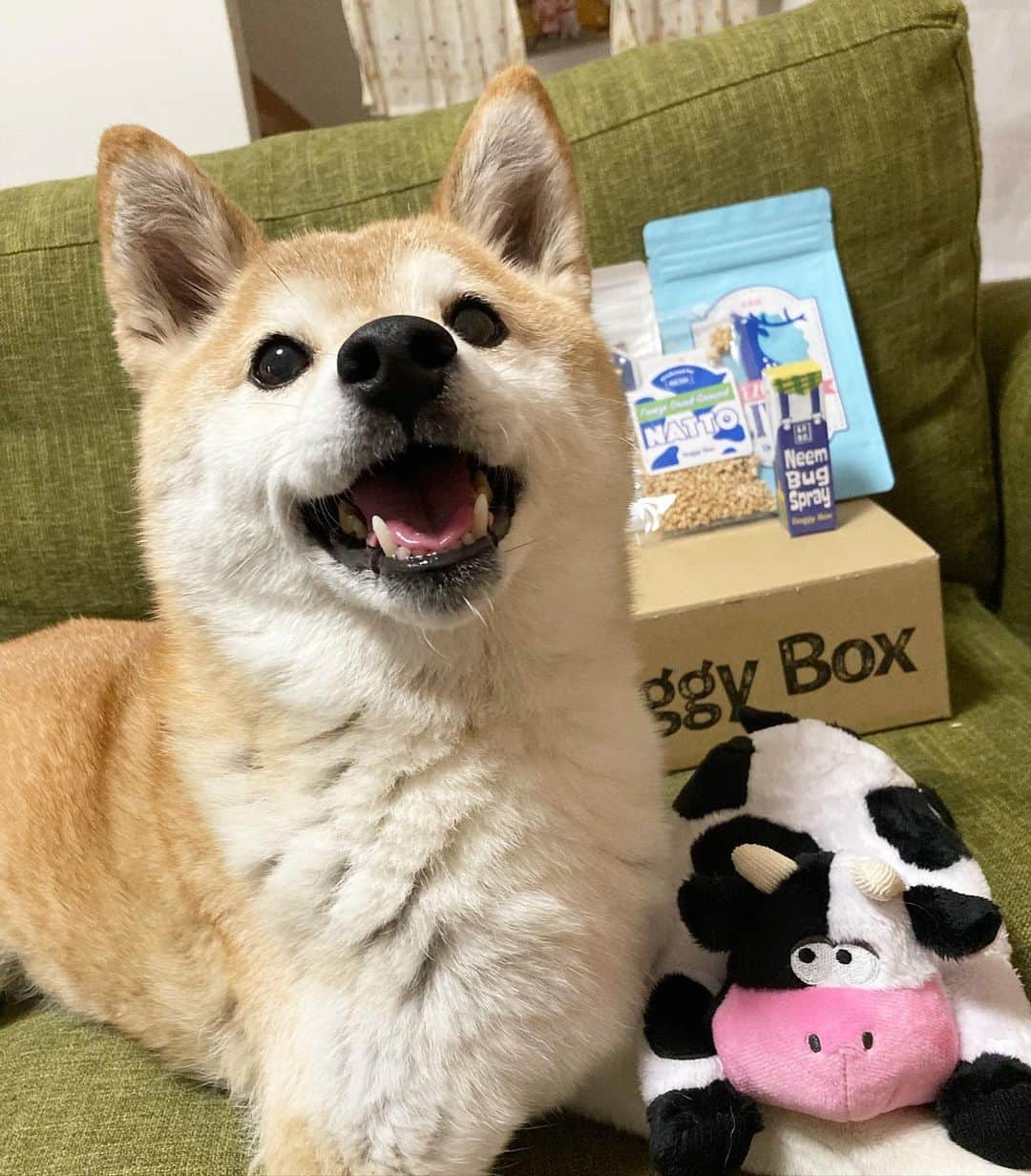 ゆもこのインスタグラム：「「ひよりモーモーさんと仲良しになっちゃった！」 今月も @doggybox_jp さんから素敵な#doggybox が届きました〜☺️💕 今月は牛さん！ 見せるとすぐにチビちゃんと一緒に取り合いしてました🤣 すぐにひよりの興味はオヤツに行ってましたけど🤣 今月も美味しいオヤツとオモチャに大満足のひよりです💕🐶💕 #PR #ドギボ ※ ※ ※ #dogsofinstagram #日本犬 #柴犬 #柴 #赤柴 #shiba #犬バカ部 #ふわもこ部 #柴犬マニア #しば #shibadog #sibainu #ひより日和 #柴女子 #shibagram #worldofcutepets #cutedog #doglover #shibastagram #いぬら部 #柴犬ひより」