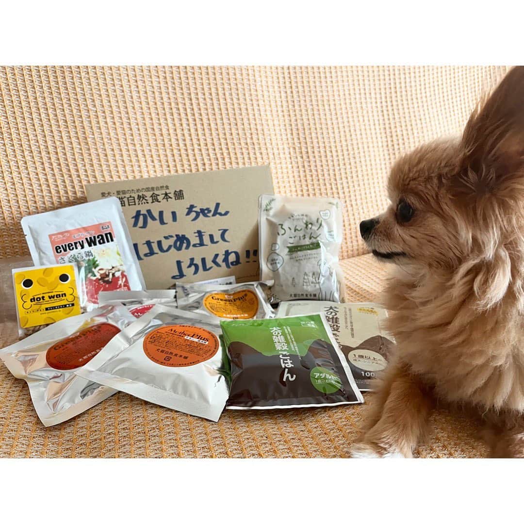 谷口あかりさんのインスタグラム写真 - (谷口あかりInstagram)「ⓁⓄⓋⒺ ⒹⓄⒼ ⁡ ⁡ 大好きな かいくんに ⁡ ヒューマングレード 無添加の いいものを🤍 ⁡ ノンオイルコーティング製法で 油のべたつき・ドッグフード特有の匂いなし🤍 まるでお出汁のような良い香り♪ ⁡ ⁡ 犬猫自然食本舗さんの 🐾ワンコインお試しフルセット🐾 @inuneko_honpo ⁡ ⁡ 🐾ドライフード5種 🐾レトルトフード1種 🐾セミモイスト(半生)フード1種 🐾おかず1種 🐾おやつ1種 ⁡ ⁡ 試す価値あり🤍 ⁡ ⁡ 𝖲𝗆𝗂𝗅𝖾 𝗐𝗂𝗍𝗁 𝖬𝖾 ⁡ *☼*―――――*☼*―――――*☼*―――――*☼* ⁡ PR @inuneko_honpo #無添加ドッグフード #国産ドッグフード #ドッグフード選び #ドッグフードジプシー #ドッグフード嫌い #ドッグフード食べない #犬のお試しフルセット #犬猫自然食本舗 ⁡ #𝗃𝖺𝗉𝖺𝗇 #𝗍𝗈𝗄𝗒𝗈 #𝗌𝗆𝗂𝗅𝖾 #女優 #劇団四季 #ミュージカル  #被写体  #𝗉𝗈𝗋𝗍𝗋𝖺𝗂𝗍  #撮影　#カメラマンさんと繋がりたい #作品撮り　#音楽  #筋トレ」5月29日 21時34分 - akari.taniguchi