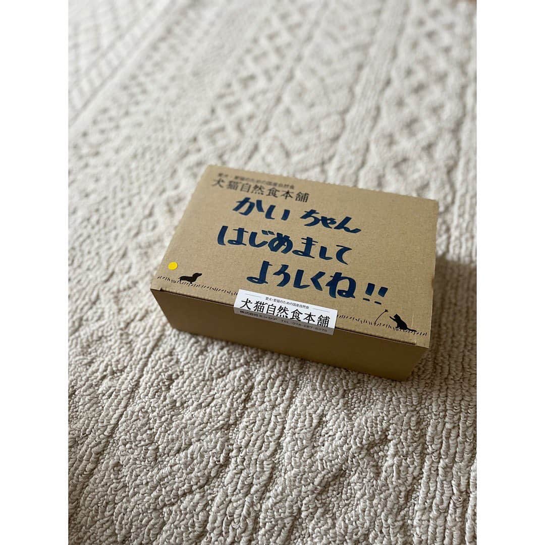 谷口あかりさんのインスタグラム写真 - (谷口あかりInstagram)「ⓁⓄⓋⒺ ⒹⓄⒼ ⁡ ⁡ 大好きな かいくんに ⁡ ヒューマングレード 無添加の いいものを🤍 ⁡ ノンオイルコーティング製法で 油のべたつき・ドッグフード特有の匂いなし🤍 まるでお出汁のような良い香り♪ ⁡ ⁡ 犬猫自然食本舗さんの 🐾ワンコインお試しフルセット🐾 @inuneko_honpo ⁡ ⁡ 🐾ドライフード5種 🐾レトルトフード1種 🐾セミモイスト(半生)フード1種 🐾おかず1種 🐾おやつ1種 ⁡ ⁡ 試す価値あり🤍 ⁡ ⁡ 𝖲𝗆𝗂𝗅𝖾 𝗐𝗂𝗍𝗁 𝖬𝖾 ⁡ *☼*―――――*☼*―――――*☼*―――――*☼* ⁡ PR @inuneko_honpo #無添加ドッグフード #国産ドッグフード #ドッグフード選び #ドッグフードジプシー #ドッグフード嫌い #ドッグフード食べない #犬のお試しフルセット #犬猫自然食本舗 ⁡ #𝗃𝖺𝗉𝖺𝗇 #𝗍𝗈𝗄𝗒𝗈 #𝗌𝗆𝗂𝗅𝖾 #女優 #劇団四季 #ミュージカル  #被写体  #𝗉𝗈𝗋𝗍𝗋𝖺𝗂𝗍  #撮影　#カメラマンさんと繋がりたい #作品撮り　#音楽  #筋トレ」5月29日 21時34分 - akari.taniguchi