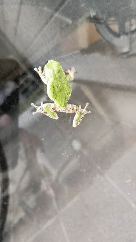 晁直 のインスタグラム：「🐸🐸🐸🐸🐸🐸🐸🐸🐸🐸⁡ ⁡」