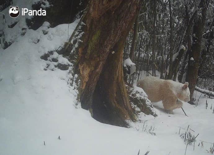 iPandaさんのインスタグラム写真 - (iPandaInstagram)「The Wolong National Nature Reserve has released new footage of a rare all-white giant panda since its debut as a cub in 2019. The distinctive creature was captured on infrared cameras at about 2,000 meters above sea level in the reserve in April 2019. With no spots on its body and unique red eyes, the wild giant panda was concluded to be an albino. 🐼 🐼 🐼 #Panda #iPanda #Cute #PandaNews #PandaPic  For more panda information, please check out: http://en.ipanda.com」5月29日 12時50分 - ipandachannel