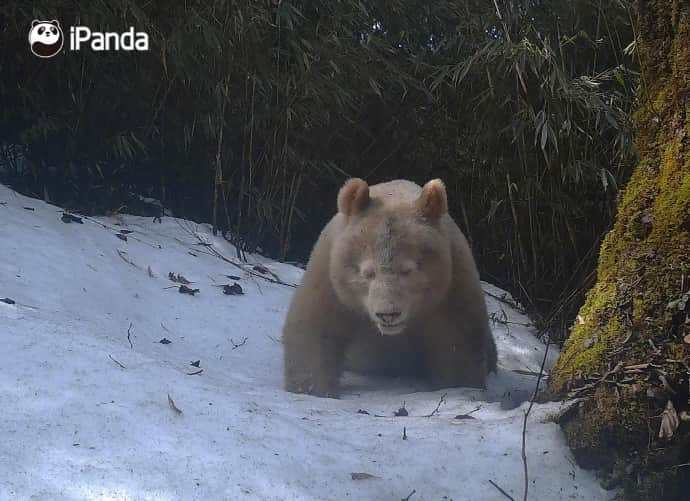 iPandaさんのインスタグラム写真 - (iPandaInstagram)「The Wolong National Nature Reserve has released new footage of a rare all-white giant panda since its debut as a cub in 2019. The distinctive creature was captured on infrared cameras at about 2,000 meters above sea level in the reserve in April 2019. With no spots on its body and unique red eyes, the wild giant panda was concluded to be an albino. 🐼 🐼 🐼 #Panda #iPanda #Cute #PandaNews #PandaPic  For more panda information, please check out: http://en.ipanda.com」5月29日 12時50分 - ipandachannel