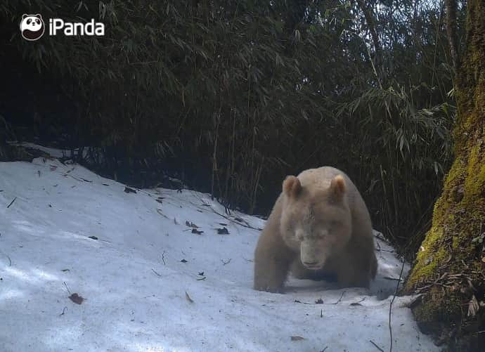 iPandaさんのインスタグラム写真 - (iPandaInstagram)「The Wolong National Nature Reserve has released new footage of a rare all-white giant panda since its debut as a cub in 2019. The distinctive creature was captured on infrared cameras at about 2,000 meters above sea level in the reserve in April 2019. With no spots on its body and unique red eyes, the wild giant panda was concluded to be an albino. 🐼 🐼 🐼 #Panda #iPanda #Cute #PandaNews #PandaPic  For more panda information, please check out: http://en.ipanda.com」5月29日 12時50分 - ipandachannel