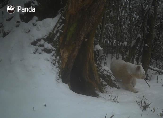 iPandaさんのインスタグラム写真 - (iPandaInstagram)「The Wolong National Nature Reserve has released new footage of a rare all-white giant panda since its debut as a cub in 2019. The distinctive creature was captured on infrared cameras at about 2,000 meters above sea level in the reserve in April 2019. With no spots on its body and unique red eyes, the wild giant panda was concluded to be an albino. 🐼 🐼 🐼 #Panda #iPanda #Cute #PandaNews #PandaPic  For more panda information, please check out: http://en.ipanda.com」5月29日 12時50分 - ipandachannel