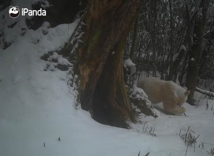 iPandaさんのインスタグラム写真 - (iPandaInstagram)「The Wolong National Nature Reserve has released new footage of a rare all-white giant panda since its debut as a cub in 2019. The distinctive creature was captured on infrared cameras at about 2,000 meters above sea level in the reserve in April 2019. With no spots on its body and unique red eyes, the wild giant panda was concluded to be an albino. 🐼 🐼 🐼 #Panda #iPanda #Cute #PandaNews #PandaPic  For more panda information, please check out: http://en.ipanda.com」5月29日 12時50分 - ipandachannel