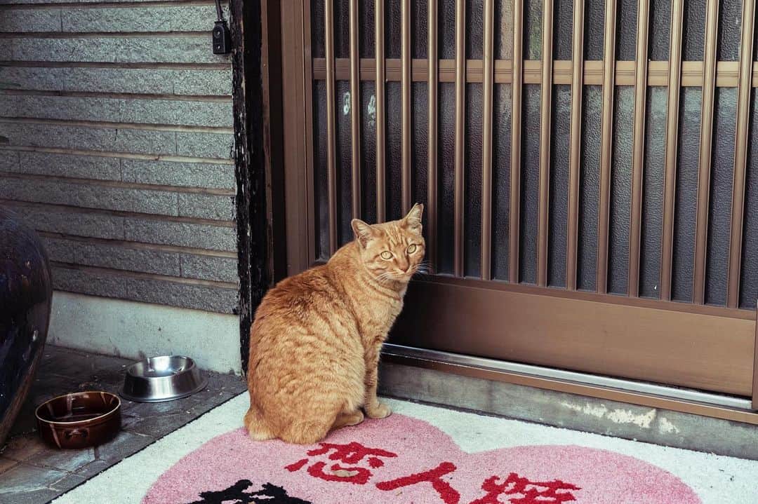 青木カズローさんのインスタグラム写真 - (青木カズローInstagram)「たまには猫の写真でも。」5月29日 13時54分 - cazrowaoki