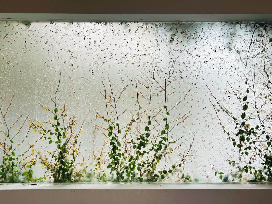 高田有紗のインスタグラム：「いつも見てるのに 曇りや雨の日にふとみると いつもみるより素敵に見える窓  🥰🥰🥰  #梅雨映え #雨の日の窓 #でも水滴じゃなくて #蔦と葉」