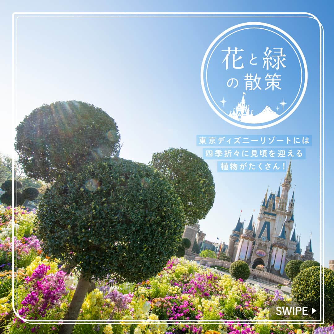 東京ディズニーリゾートのインスタグラム