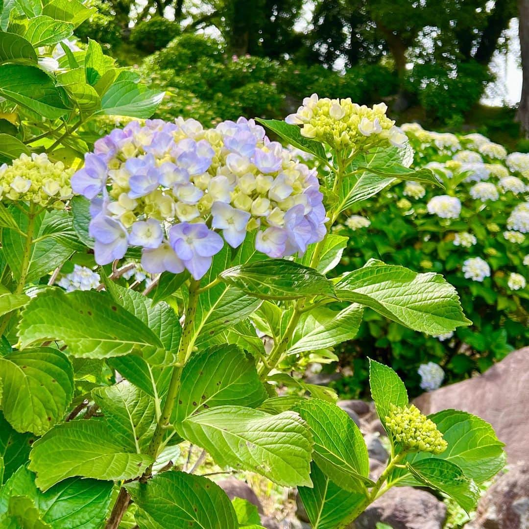 牛窪万里子さんのインスタグラム写真 - (牛窪万里子Instagram)「紫陽花の季節。日曜日は小田原まで足を運んで、小田原城内の紫陽花や菖蒲の花を見てきました。  紫陽花はまだこれからが本番。咲き始めた今のグリーンからブルーや白へ移り変わる色のグラデーションも美しい。  #小田原 #小田原城 #小田原城あじさい花菖蒲まつり #旅 #あじさい #紫陽花 #菖蒲 #美しい風景 #花が好きな人と繋がりたい」5月29日 14時10分 - mariko_ushikubo